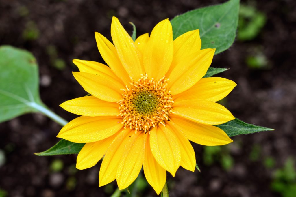 My Blooming Sunflowers The Martha Stewart Blog