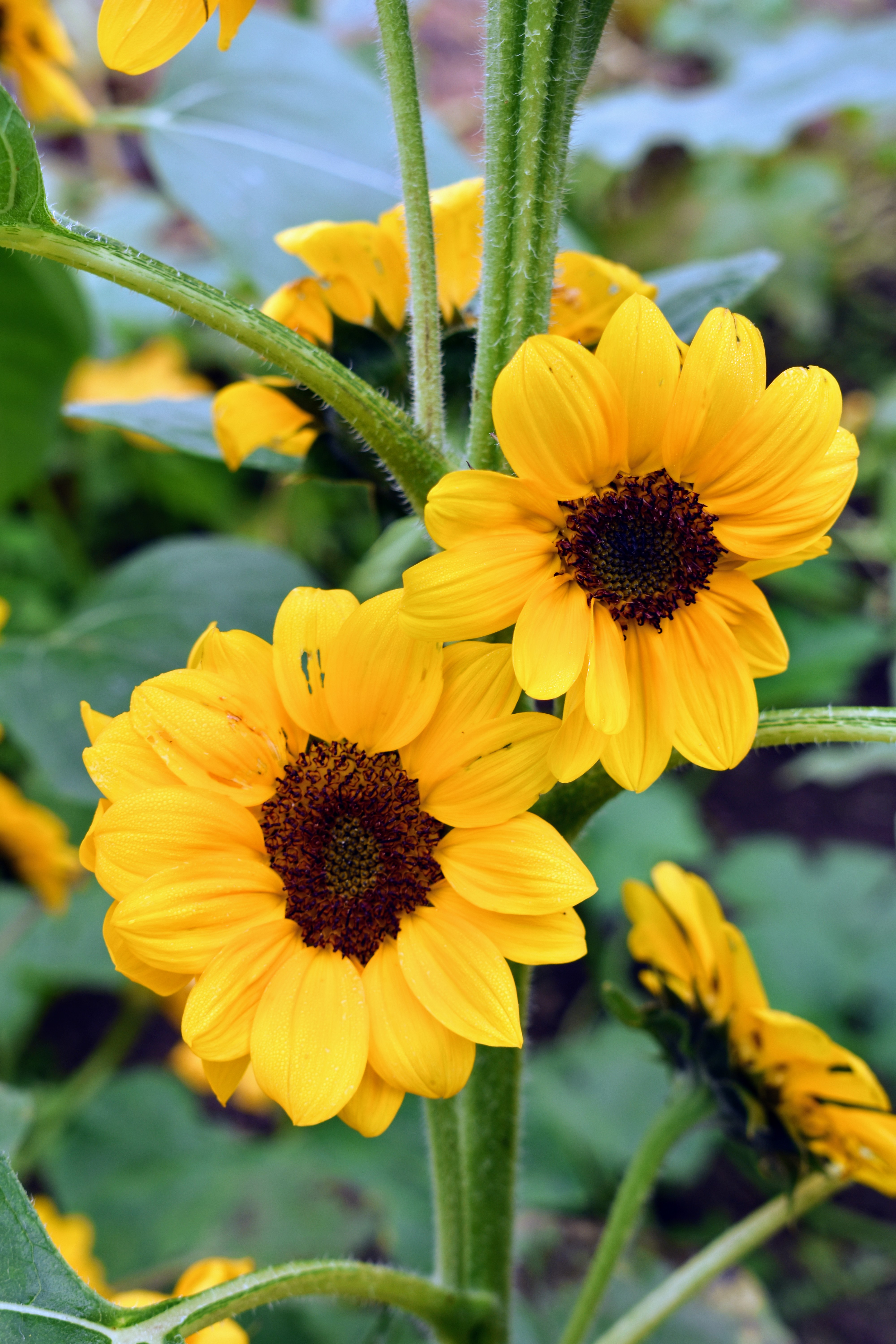 My Blooming Sunflowers The Martha Stewart Blog