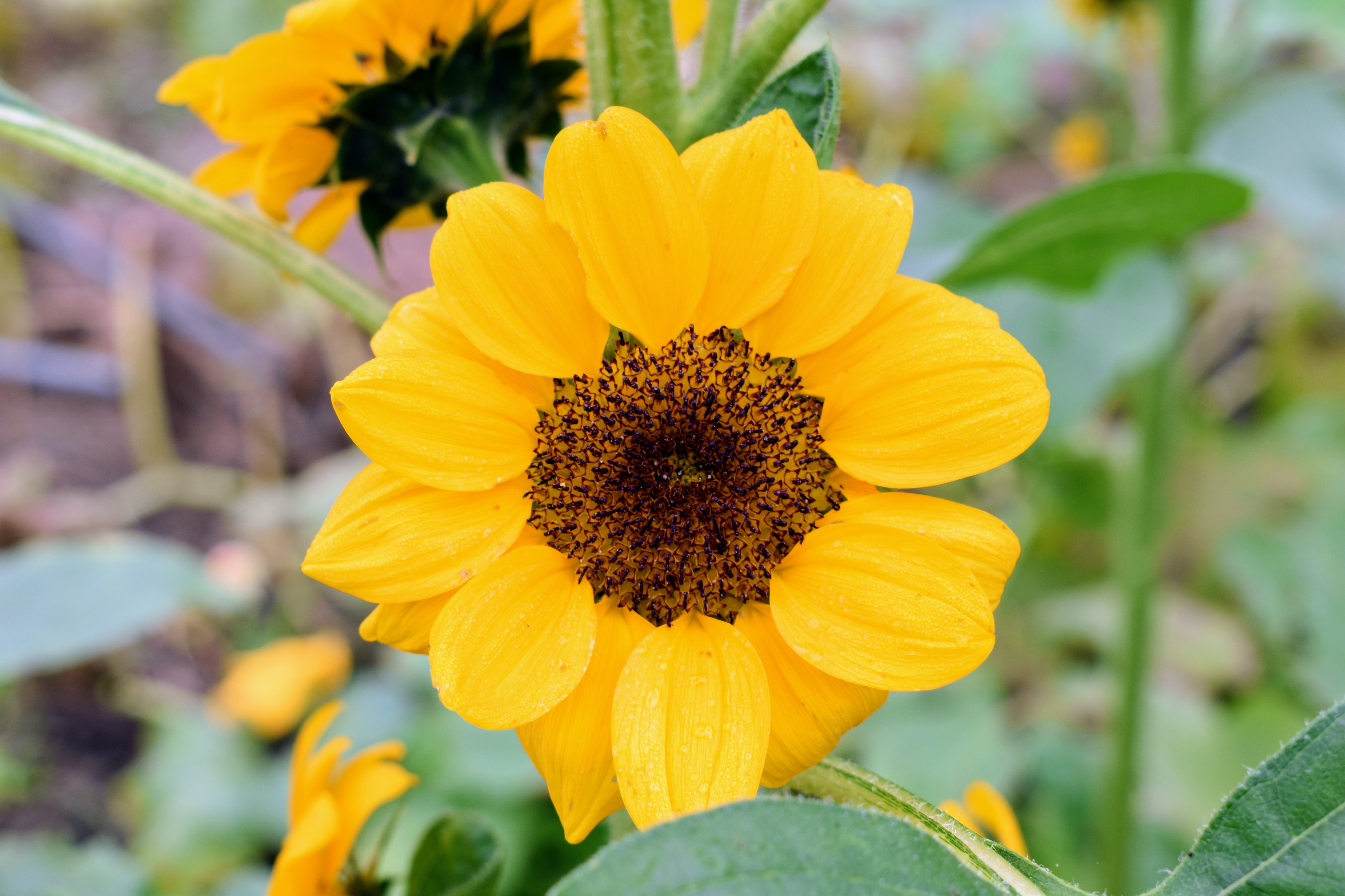 My Blooming Sunflowers The Martha Stewart Blog