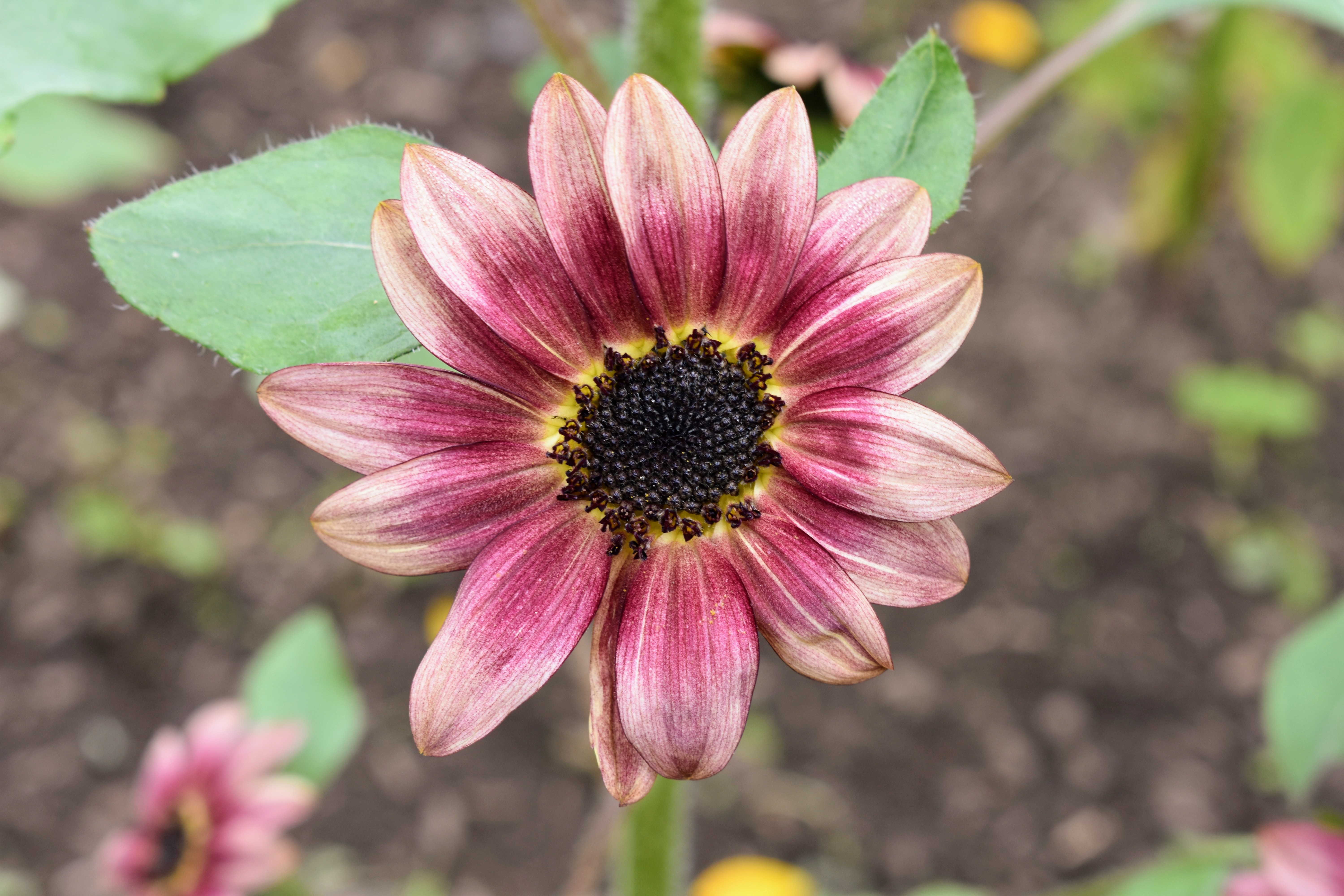 My Blooming Sunflowers The Martha Stewart Blog