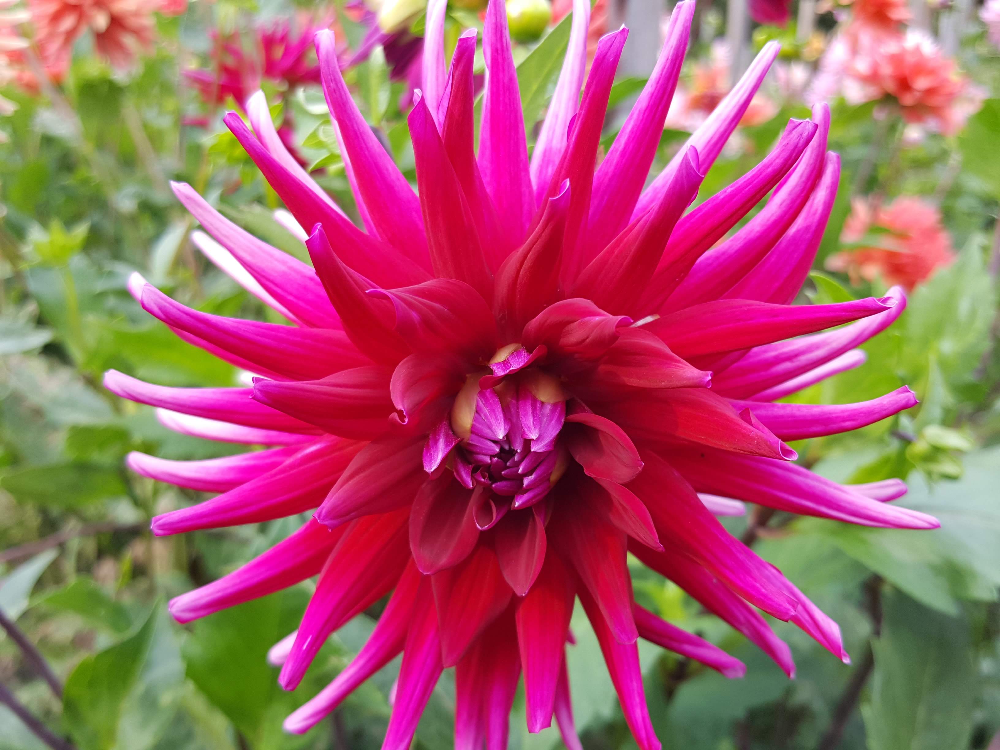 Late Summer Garden Tours at Skylands The Martha Stewart Blog