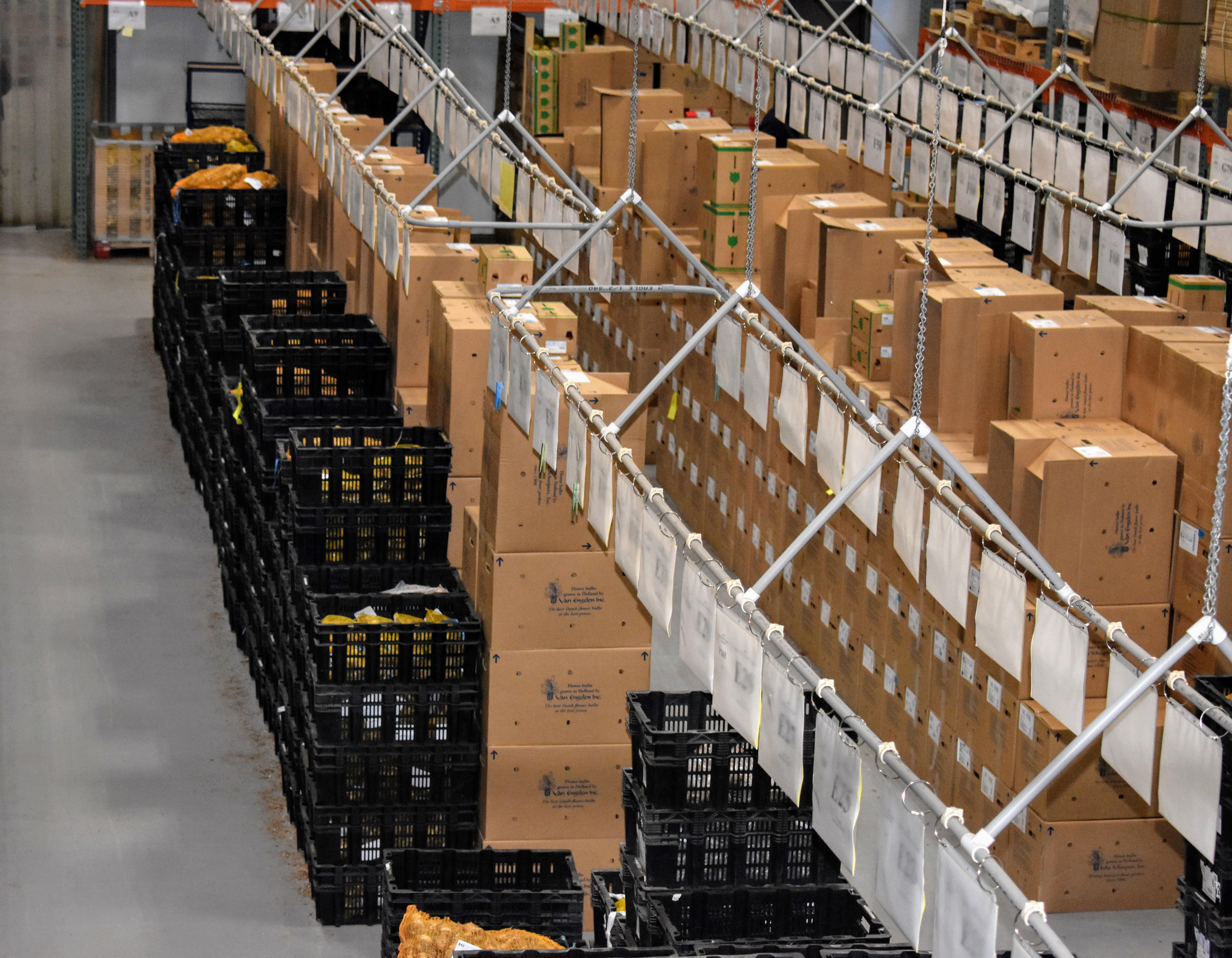 Spring Blooming Bulbs from Van Engelen, Inc. The Martha Stewart Blog