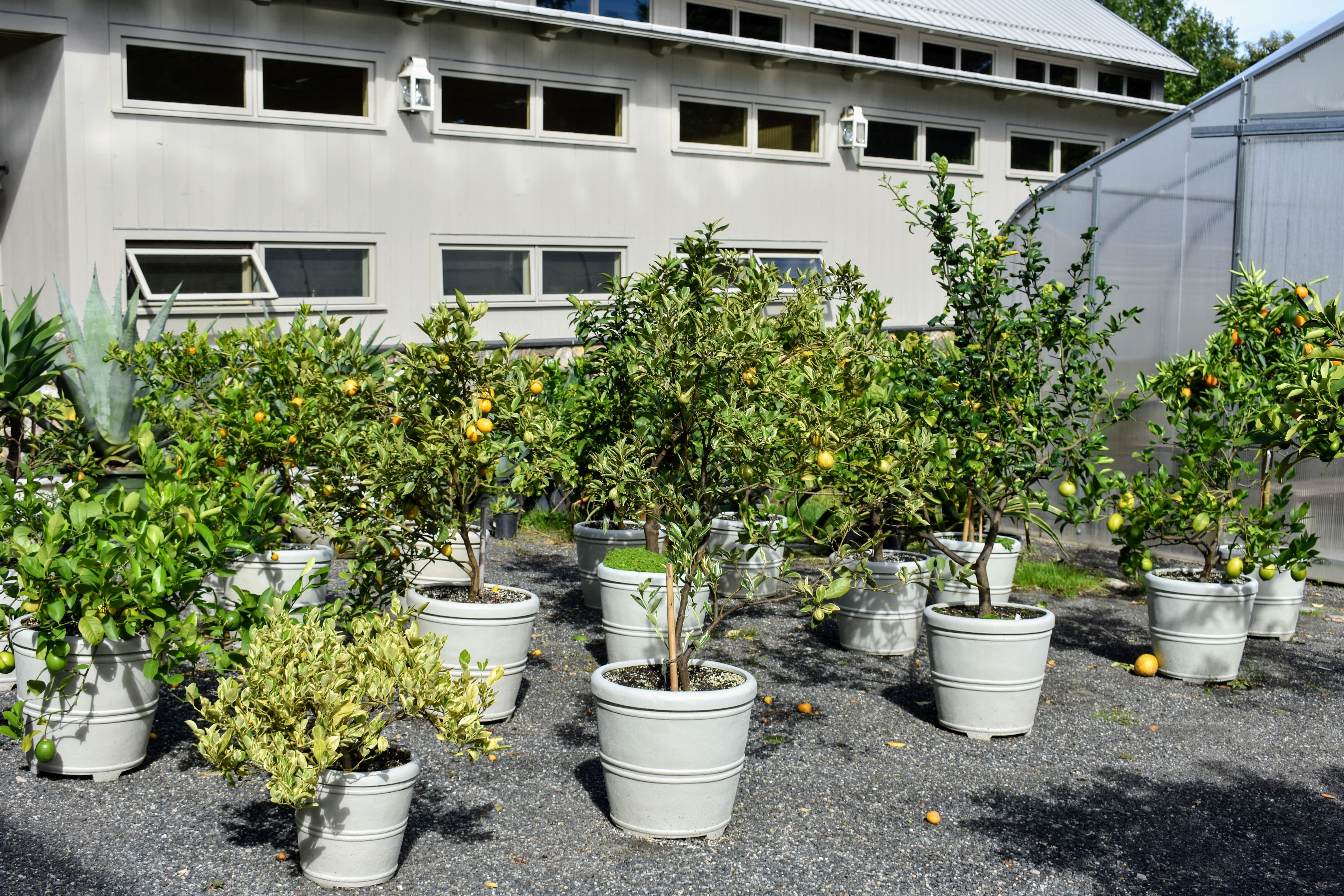 Repotting Citrus in My Planters from QVC The Martha Stewart Blog