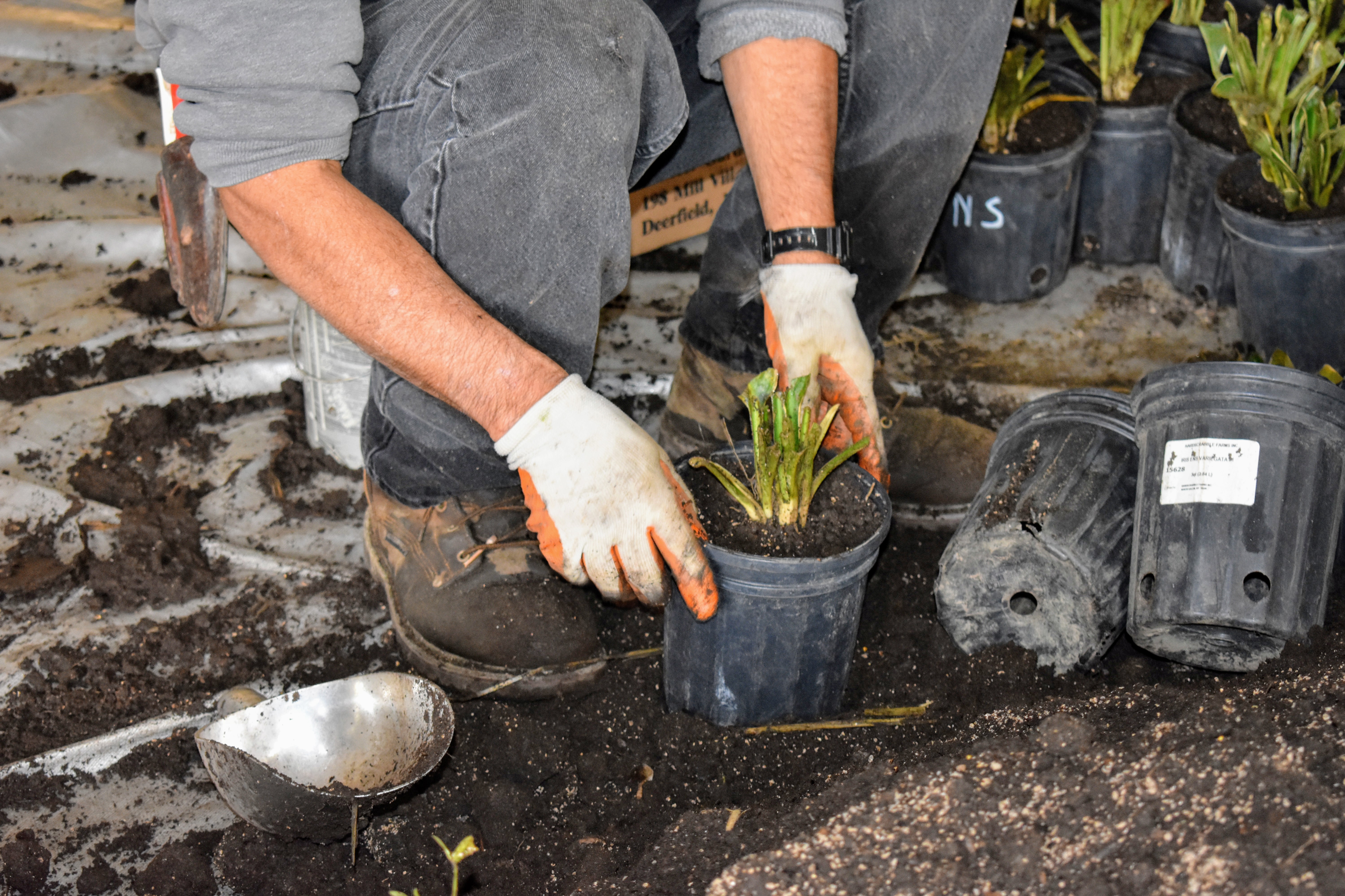 The Martha Stewart Blog Blog Archive Potting Hundreds of Bare Root