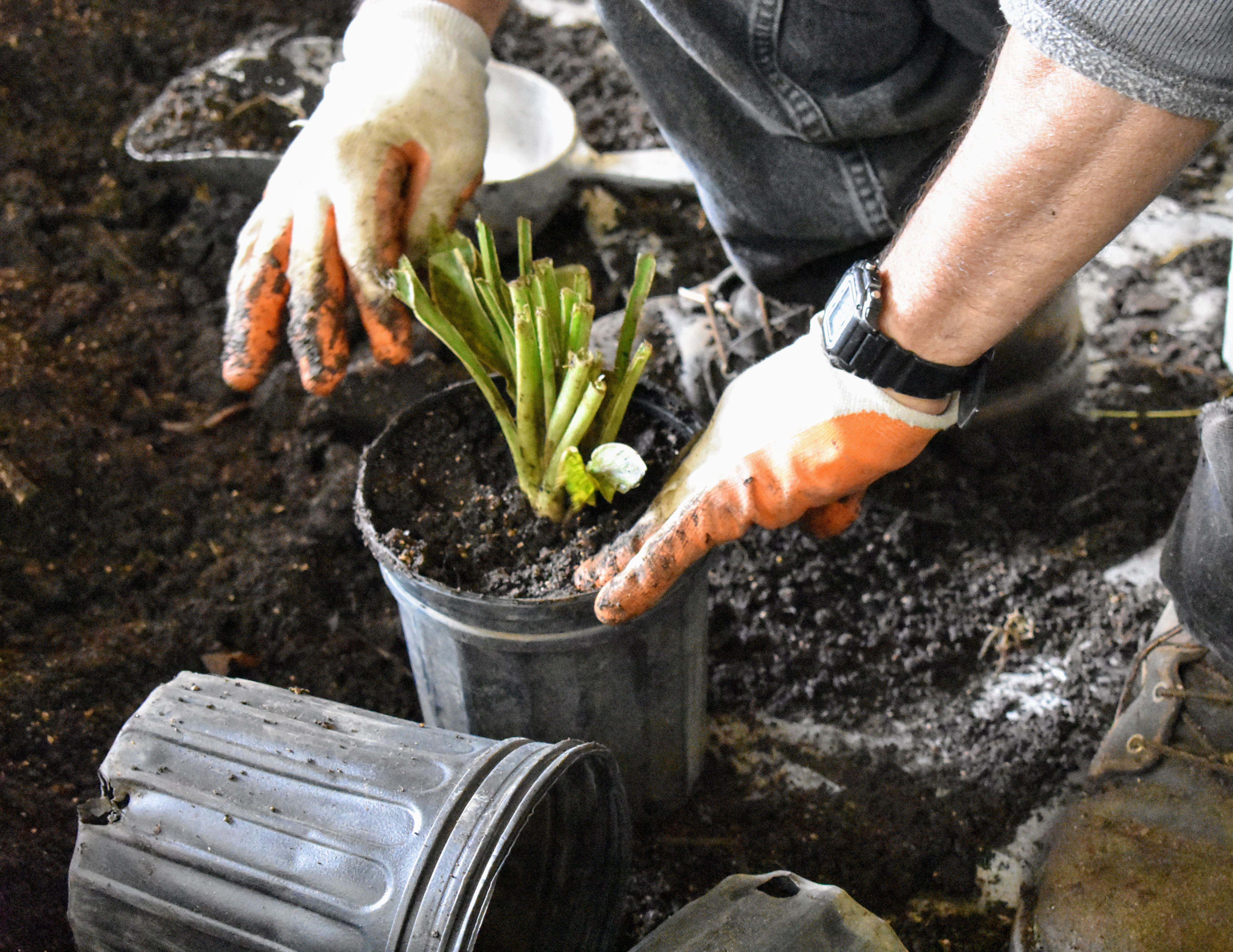 The Martha Stewart Blog Blog Archive Potting Hundreds of Bare Root