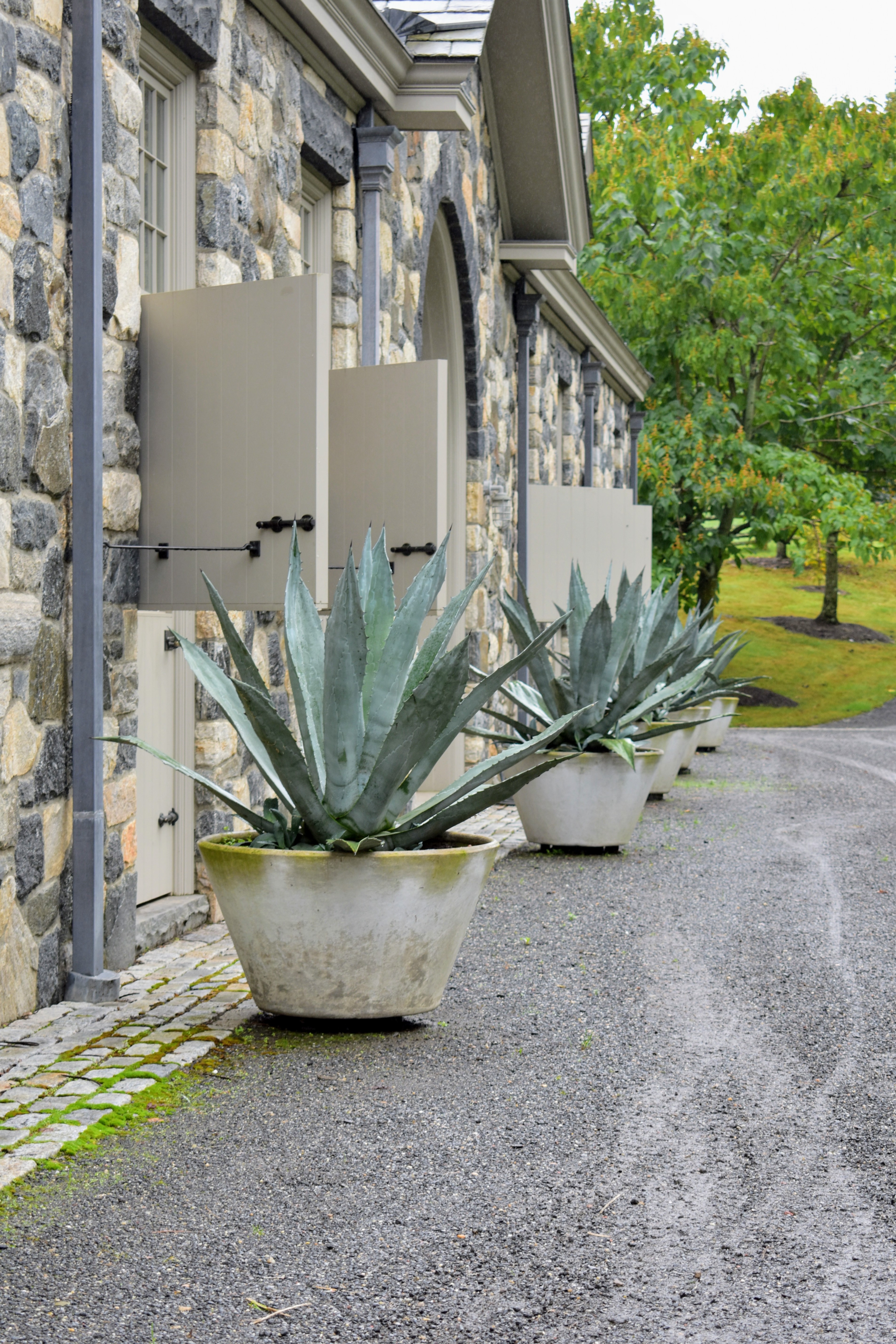 Preparing My Agaves for Winter Storage The Martha Stewart Blog