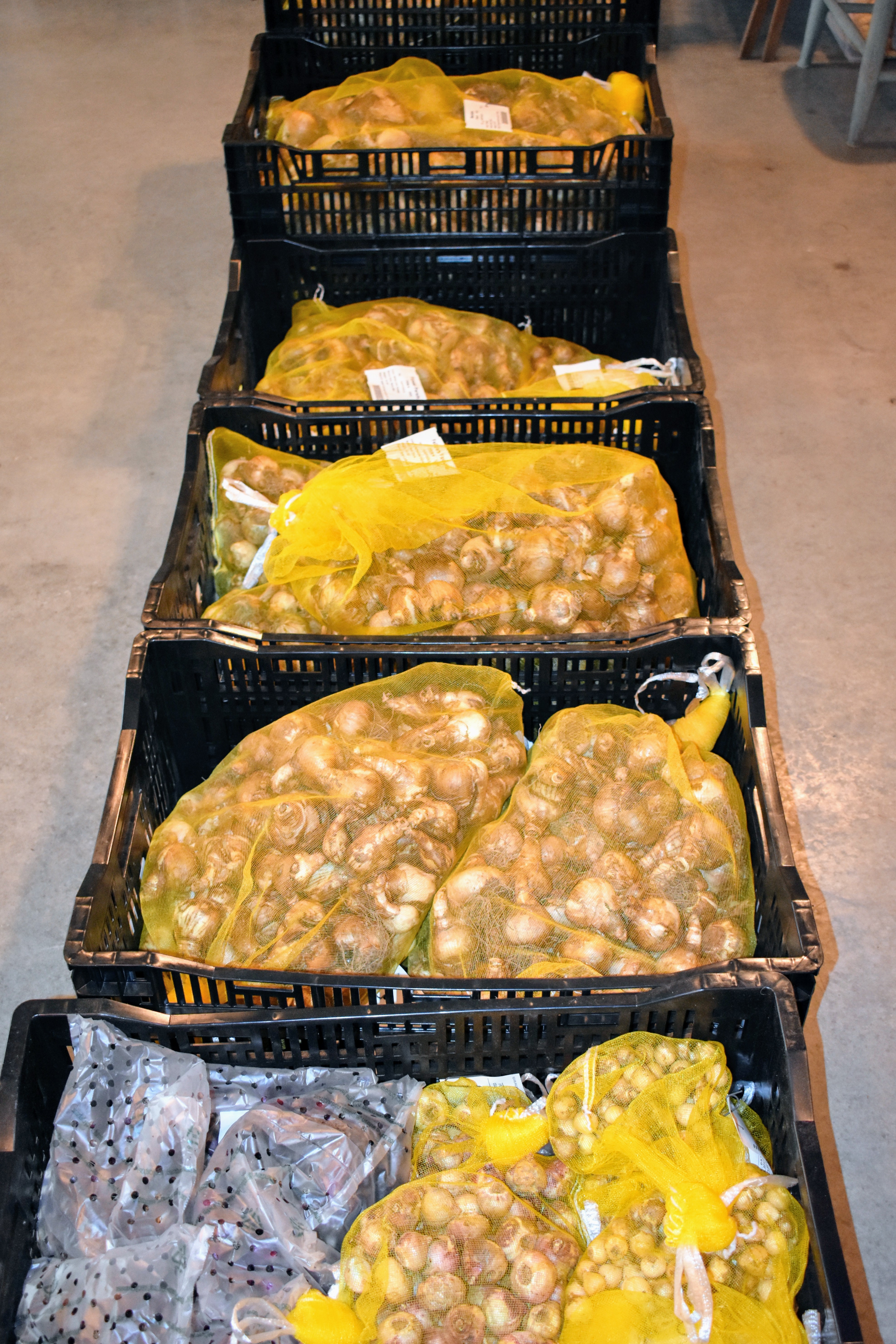 Spring Blooming Bulbs from Colorblends The Martha Stewart Blog