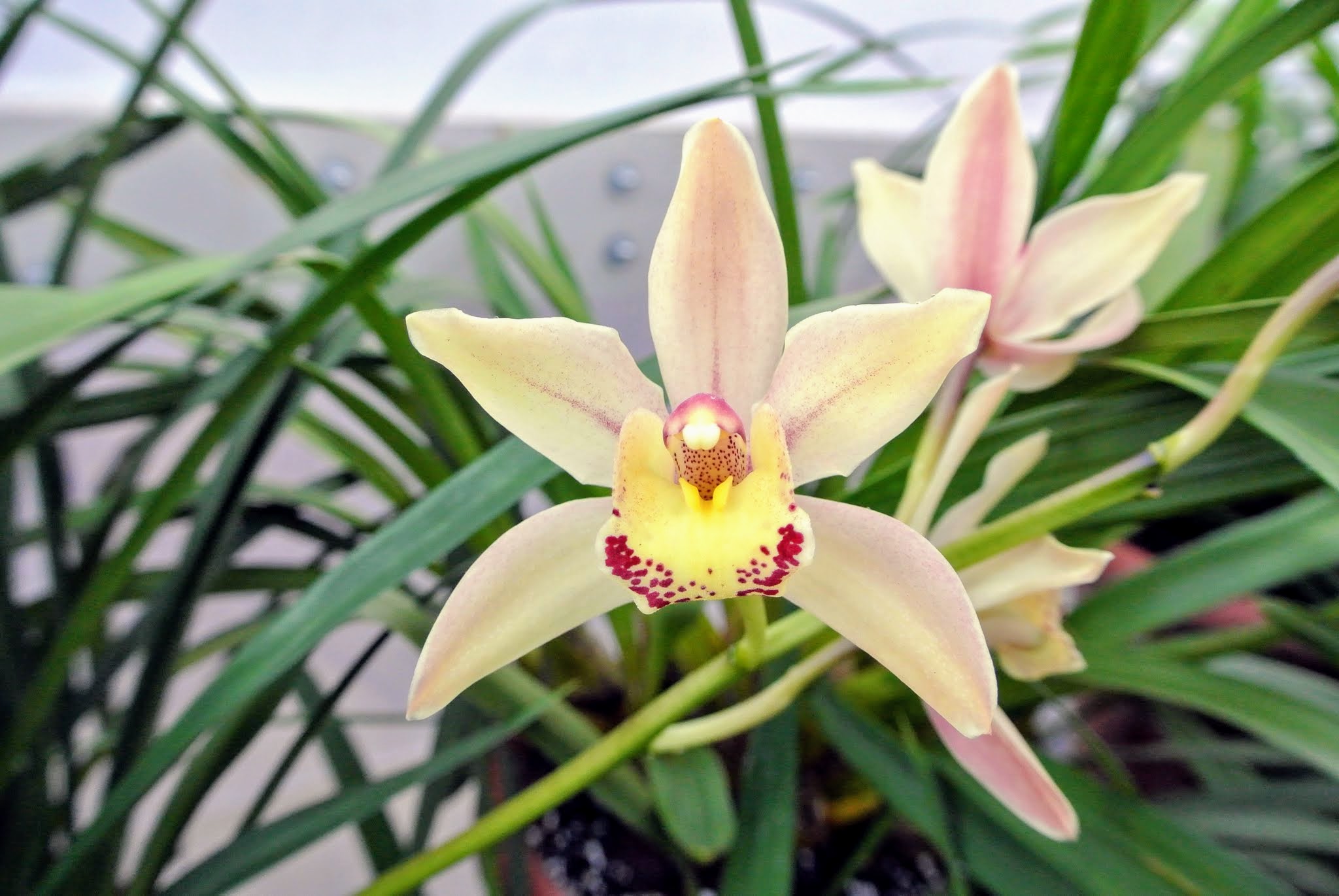 Repotting My Cymbidium Orchids The Martha Stewart Blog