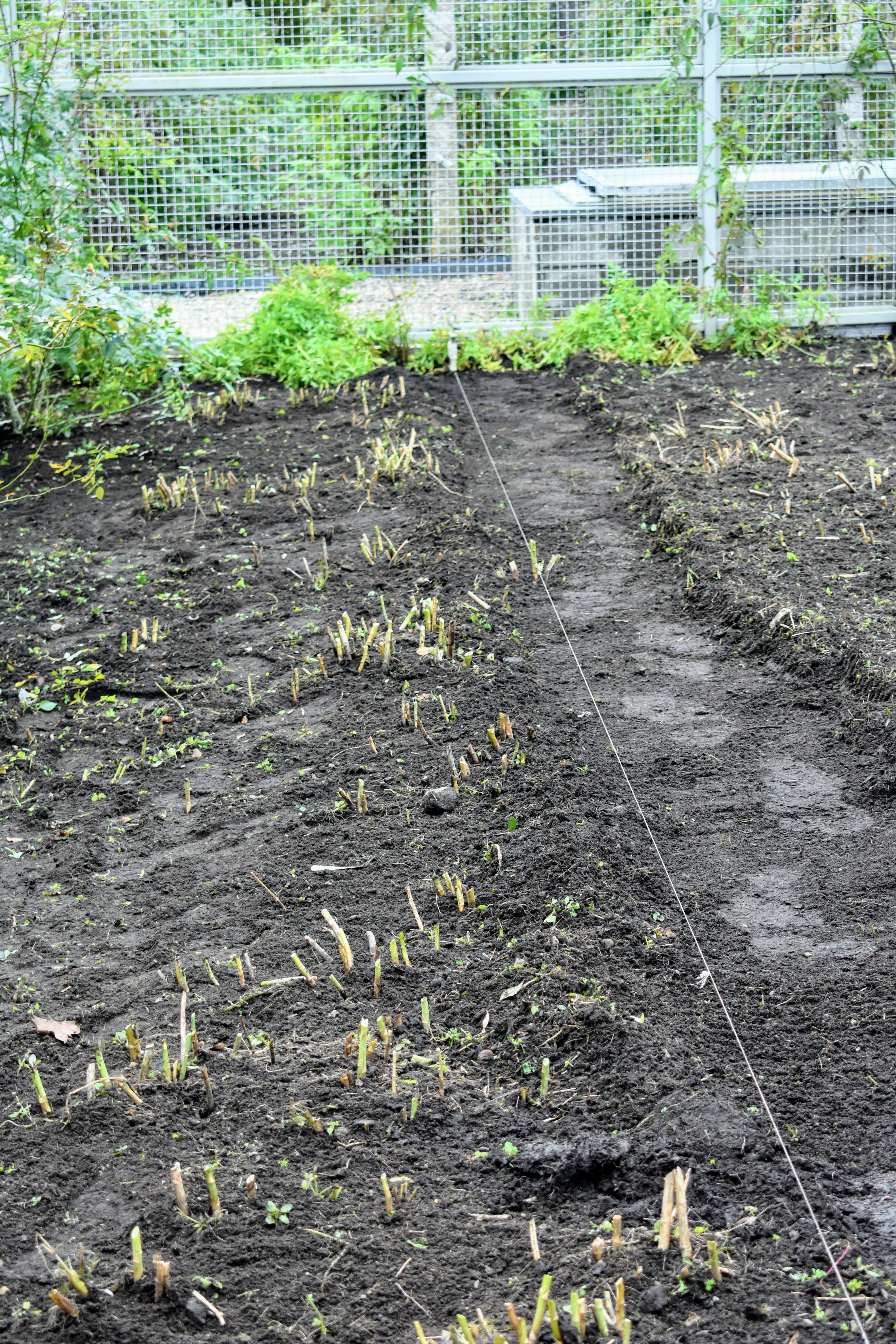 Preparing the Asparagus Beds for Winter The Martha Stewart Blog