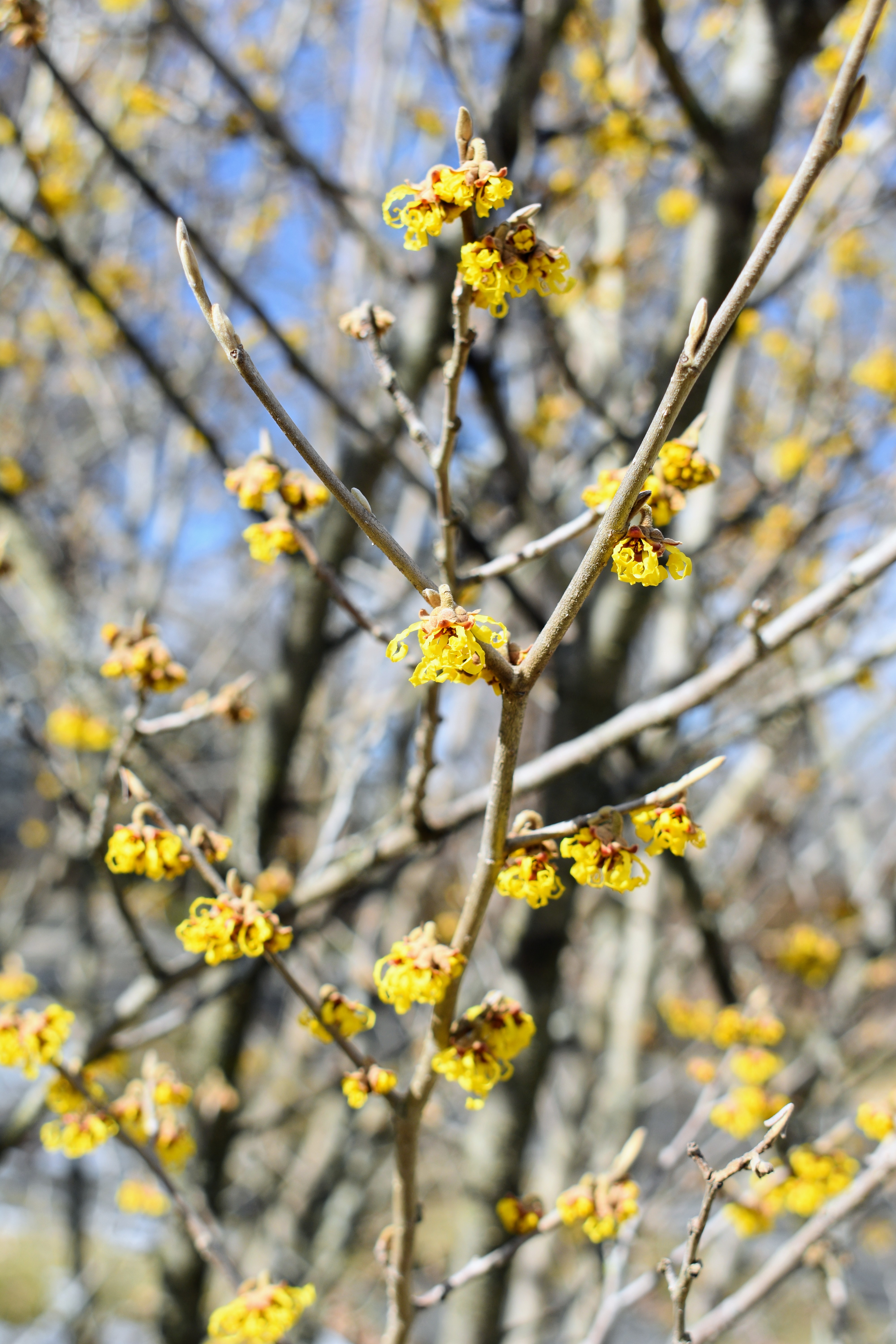 The Blooming Witch Hazel at My Farm The Martha Stewart Blog