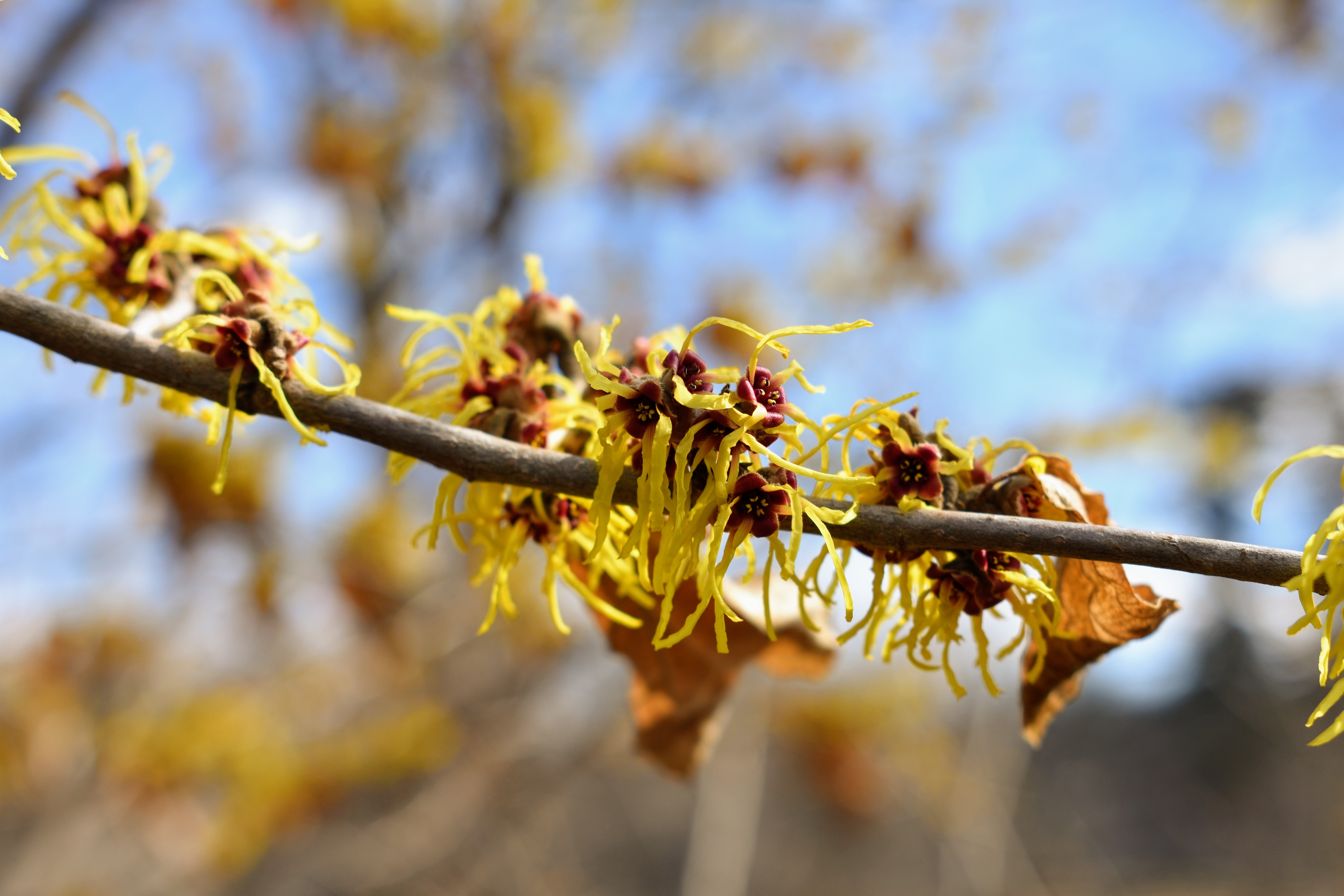 The Blooming Witch Hazel at My Farm The Martha Stewart Blog