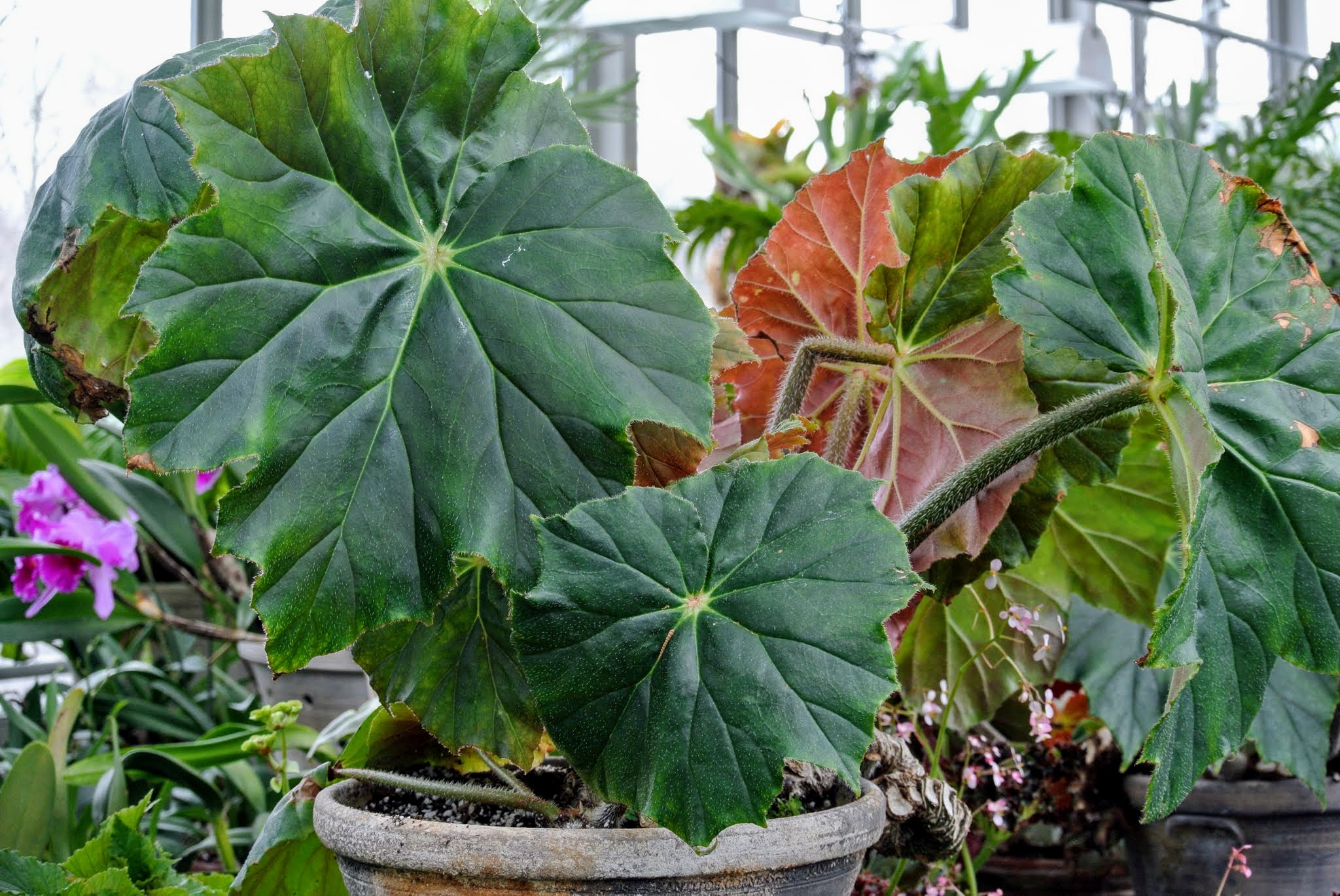 Blooming Begonias in My Greenhouse The Martha Stewart Blog
