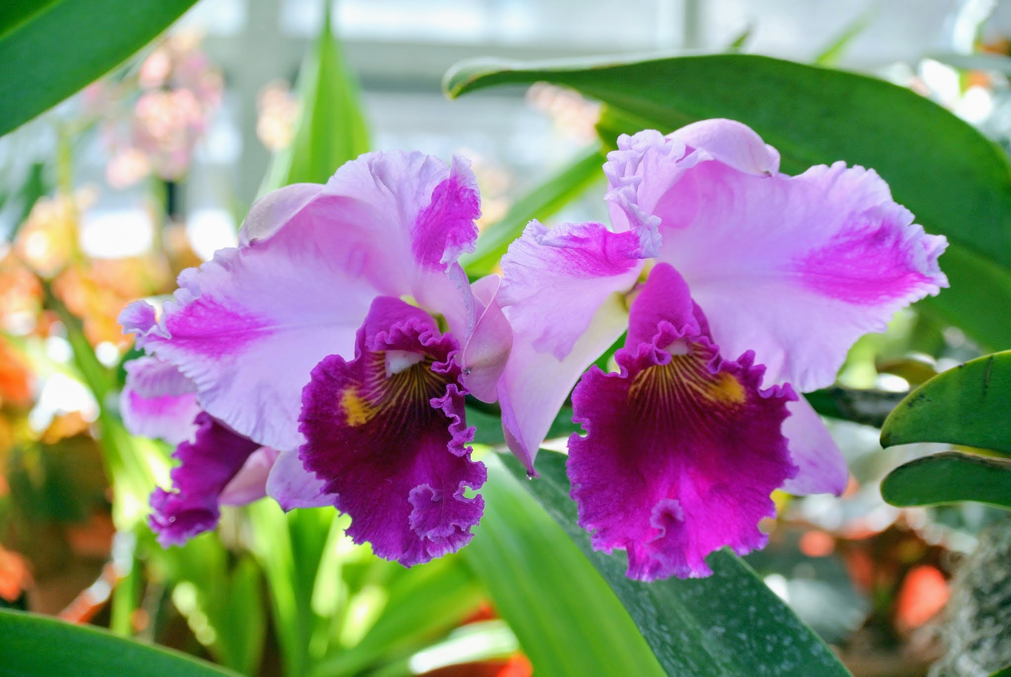 The Orchids in My Greenhouse The Martha Stewart Blog