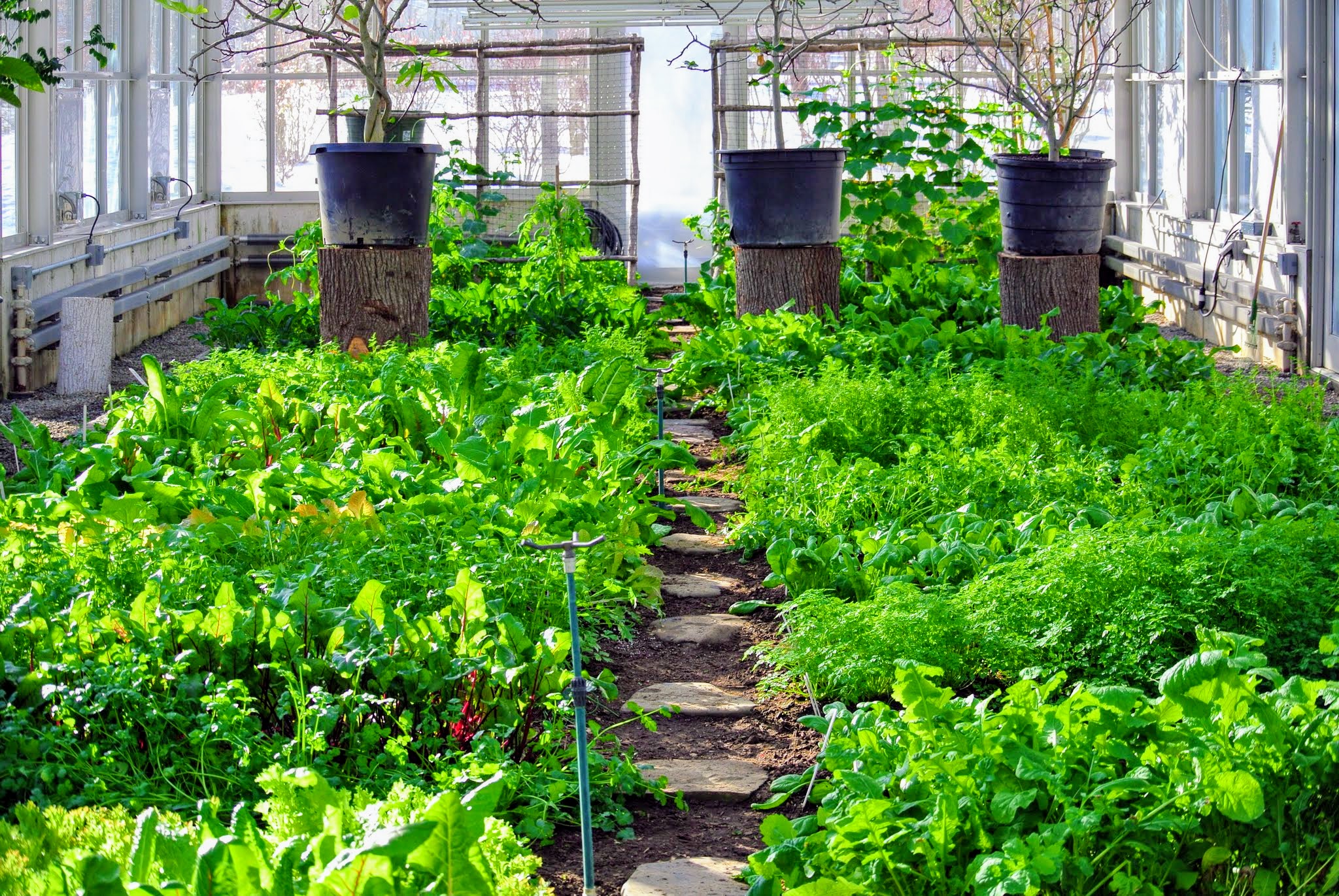 Building Planter Boxes for My Vegetable Greenhouse The Martha Stewart