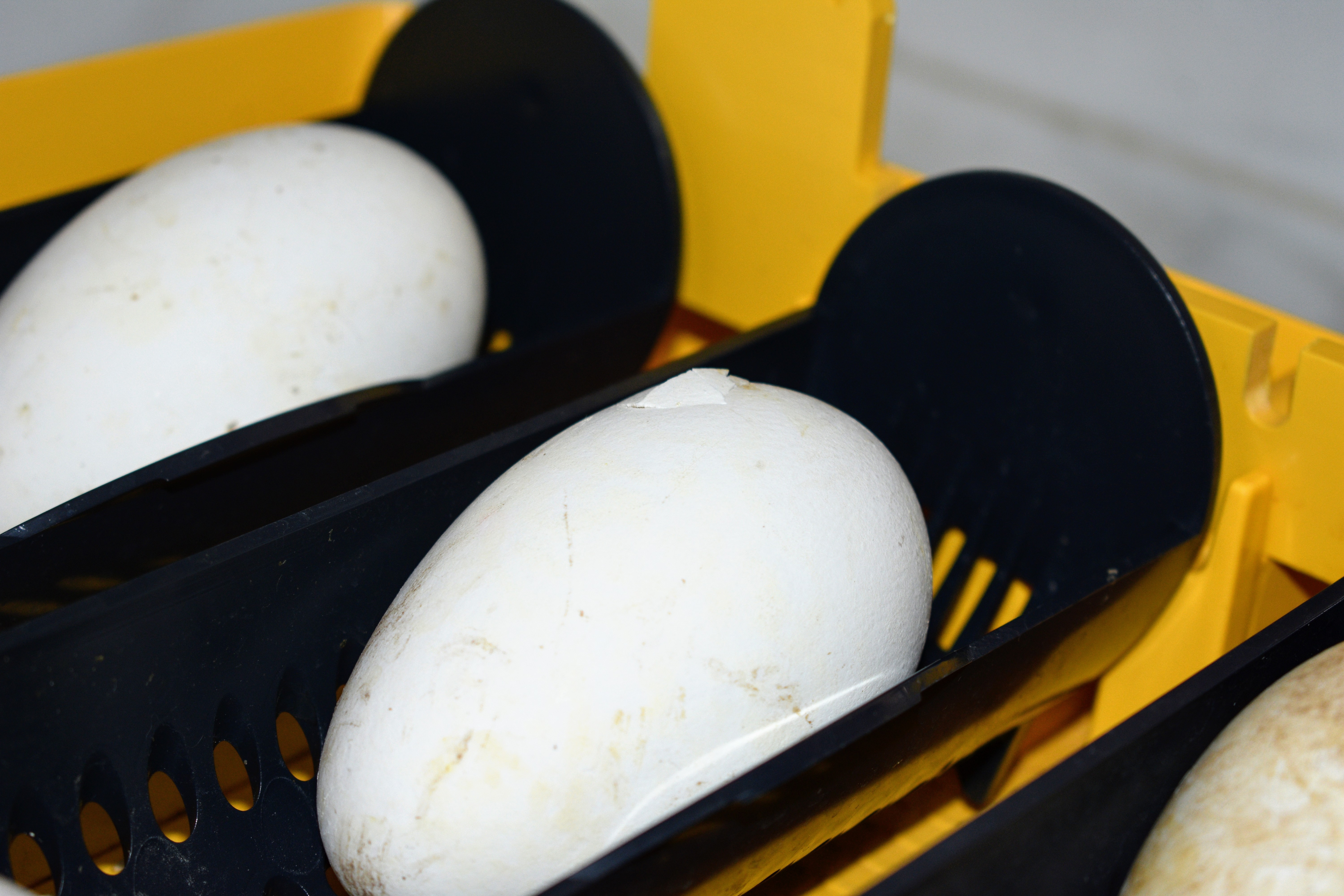 The Martha Stewart Blog Blog Archive Hatching Goslings, Peachicks