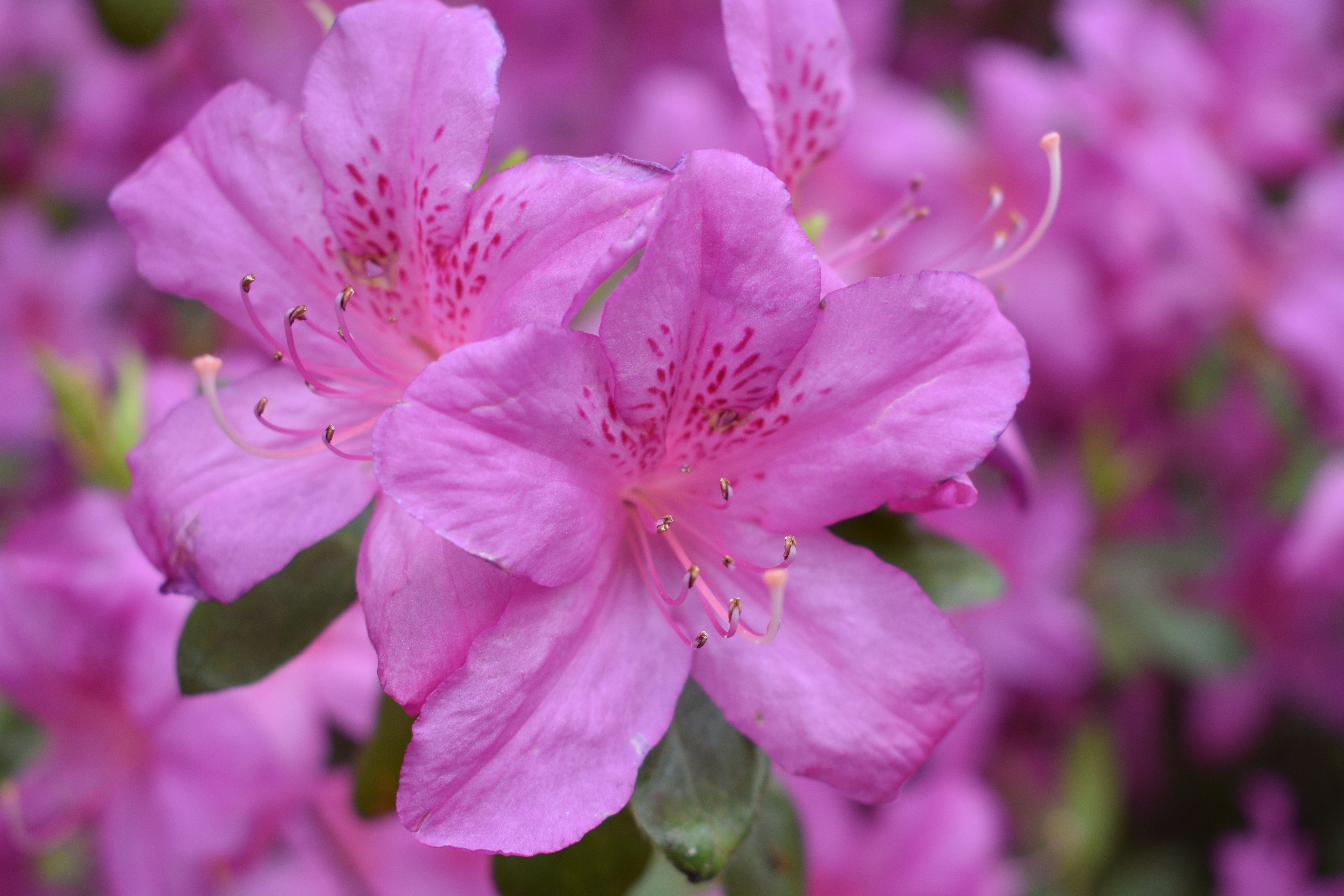 Flowering Azaleas at My Farm The Martha Stewart Blog