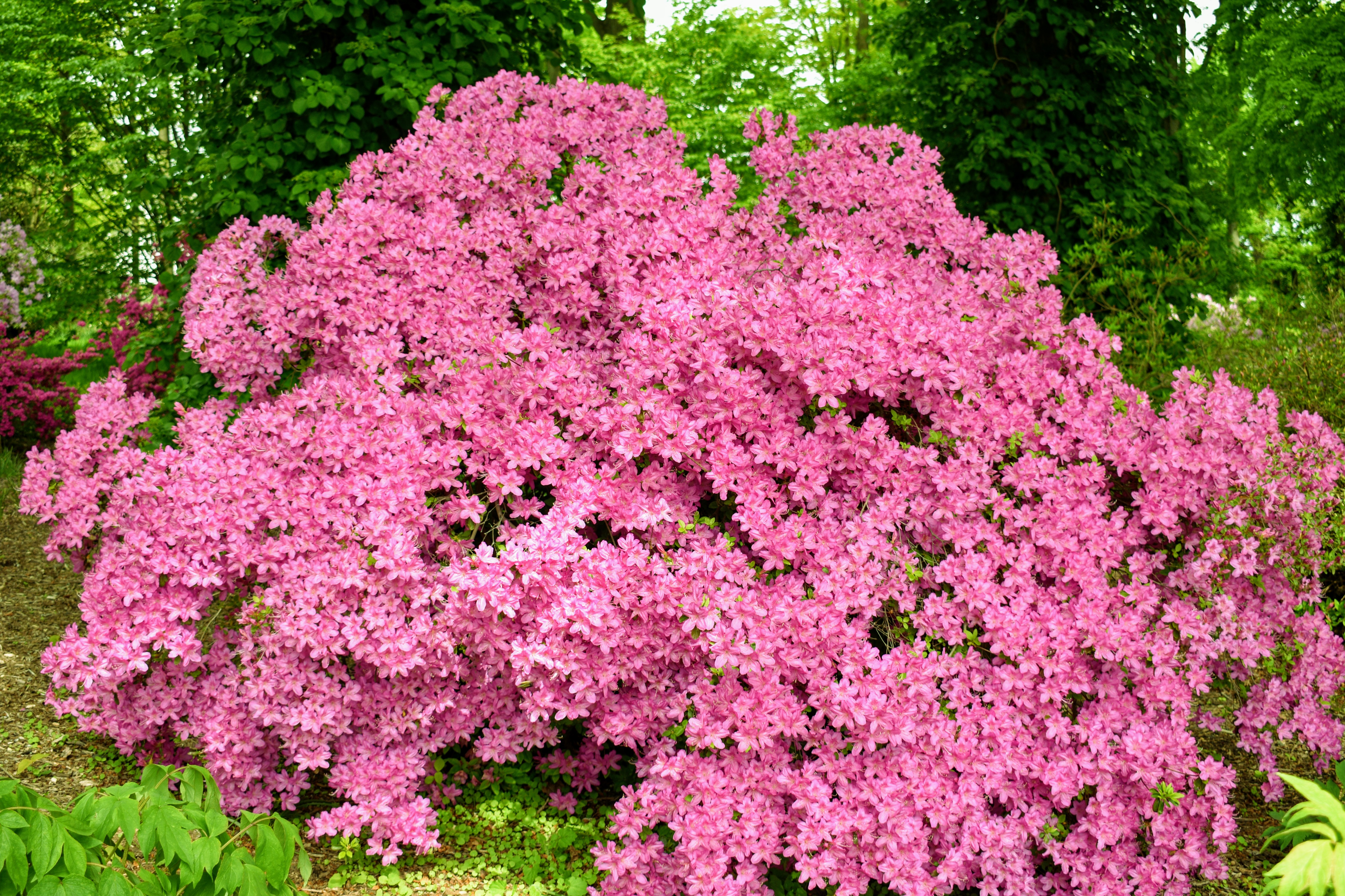Flowering Azaleas at My Farm The Martha Stewart Blog