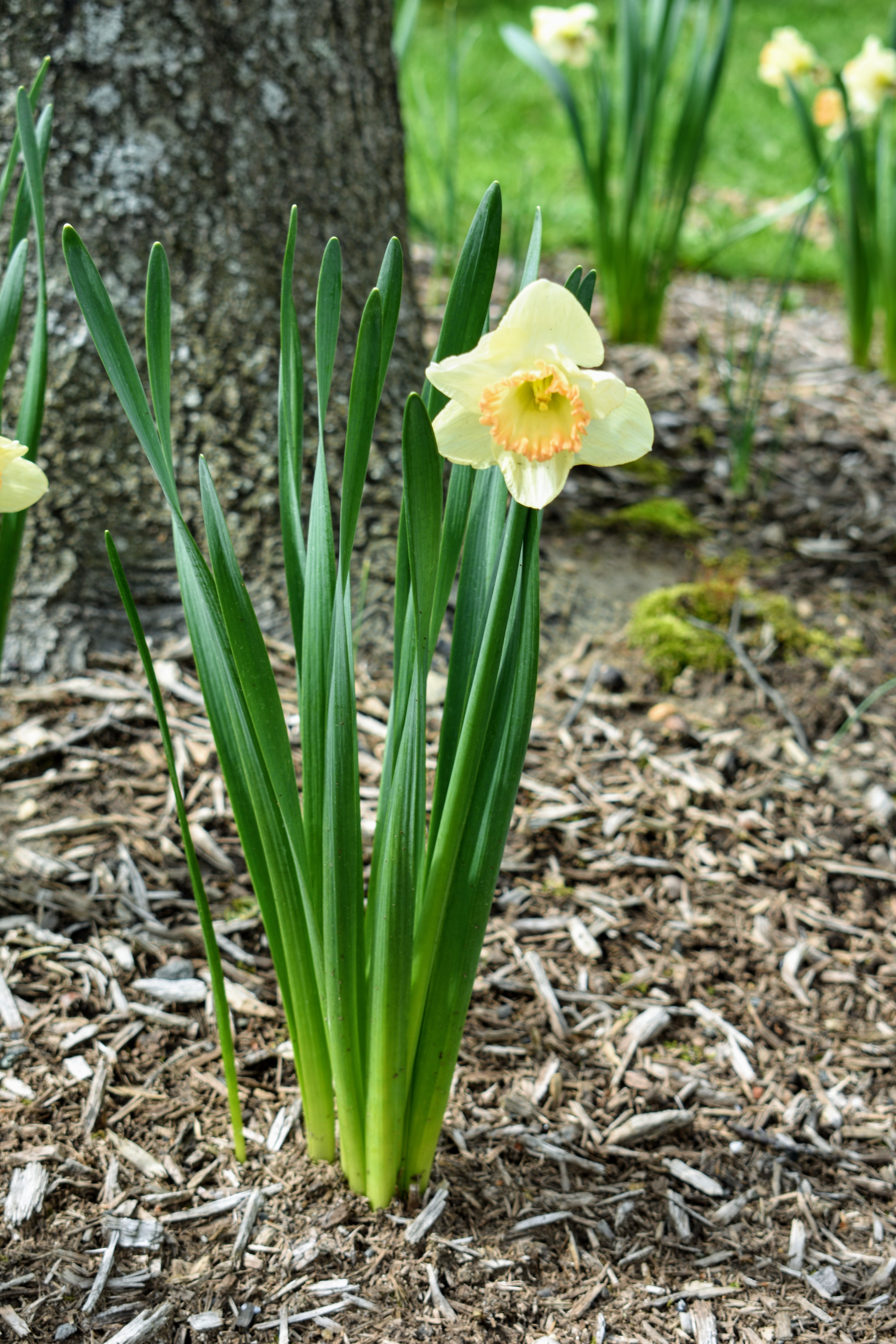Blooming Daffodils Around the Farm The Martha Stewart Blog