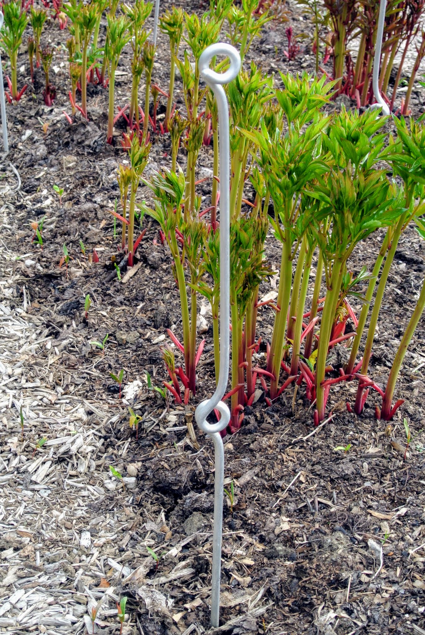 Staking My Herbaceous Peonies at the Farm The Martha Stewart Blog