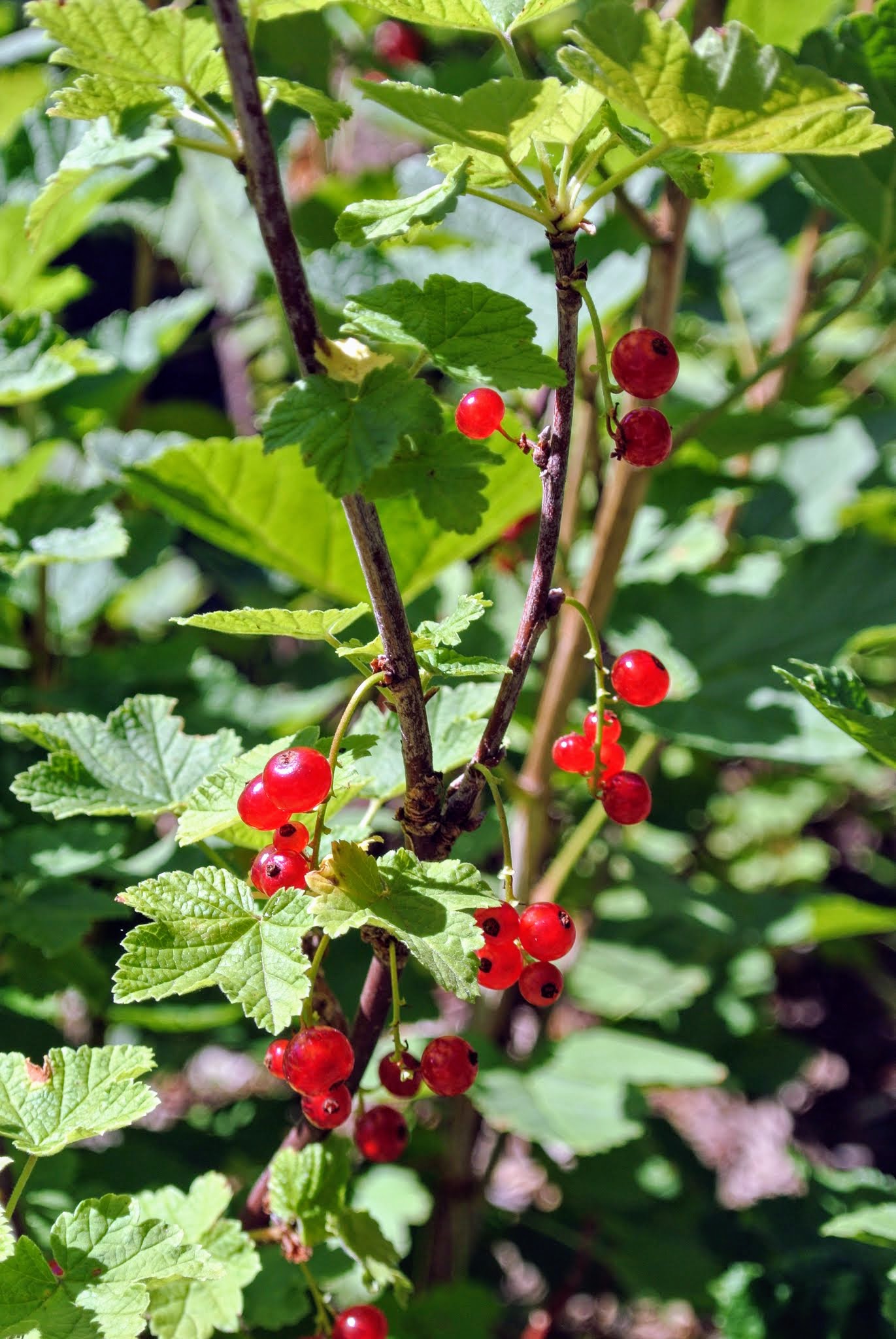 Picking Gooseberries and Currants at the Farm The Martha Stewart Blog