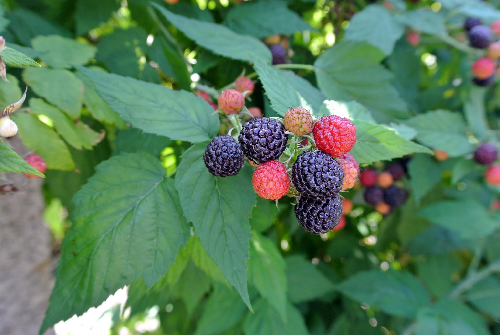 The Raspberries are Ready for Picking The Martha Stewart Blog