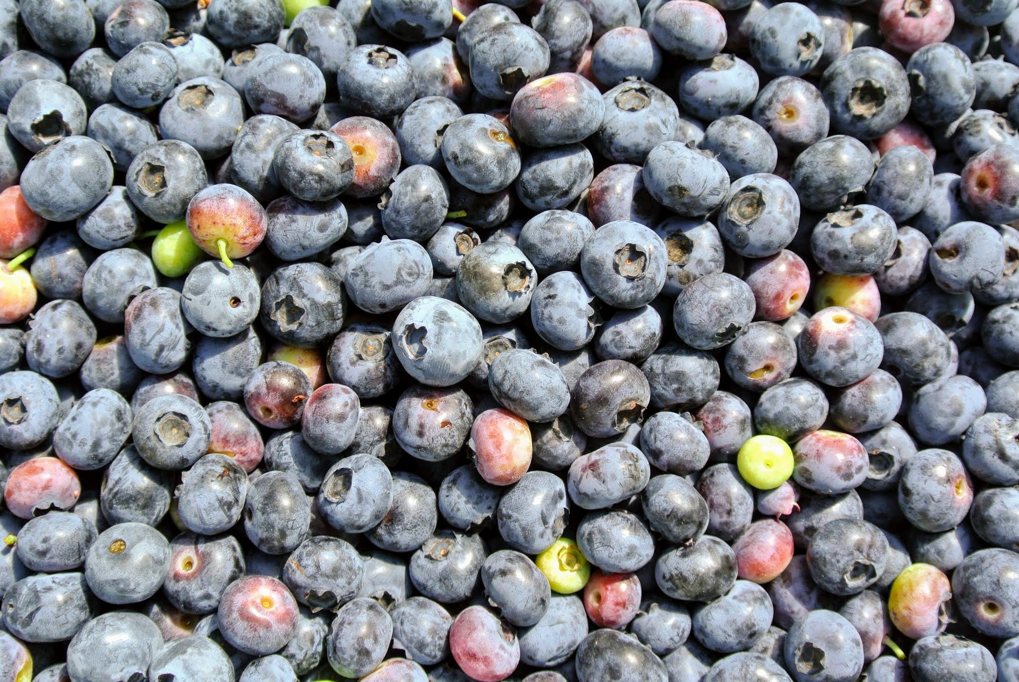 Picking Lots of Blueberries The Martha Stewart Blog