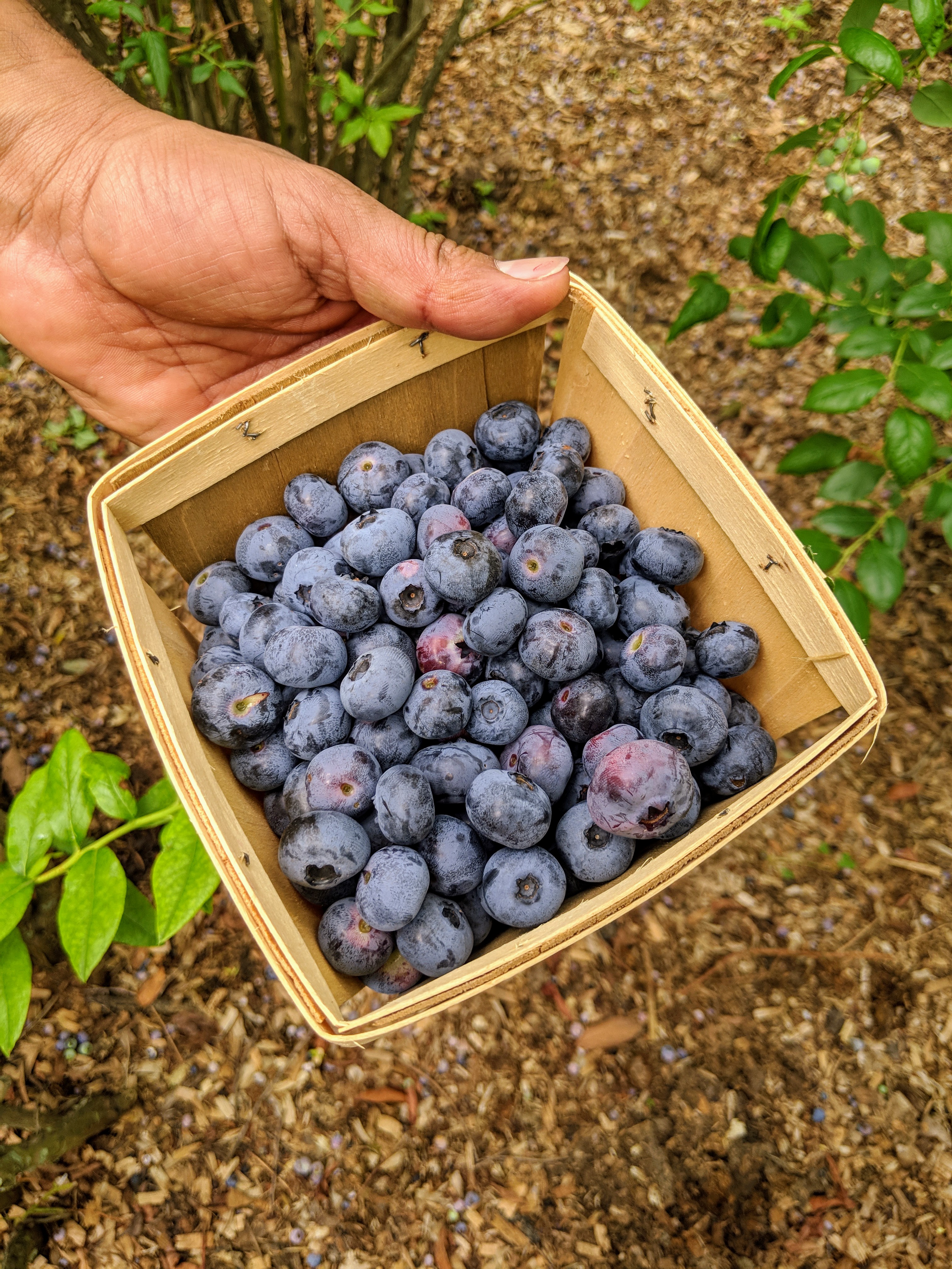The Martha Stewart Blog Blog Archive Picking Lots of Blueberries