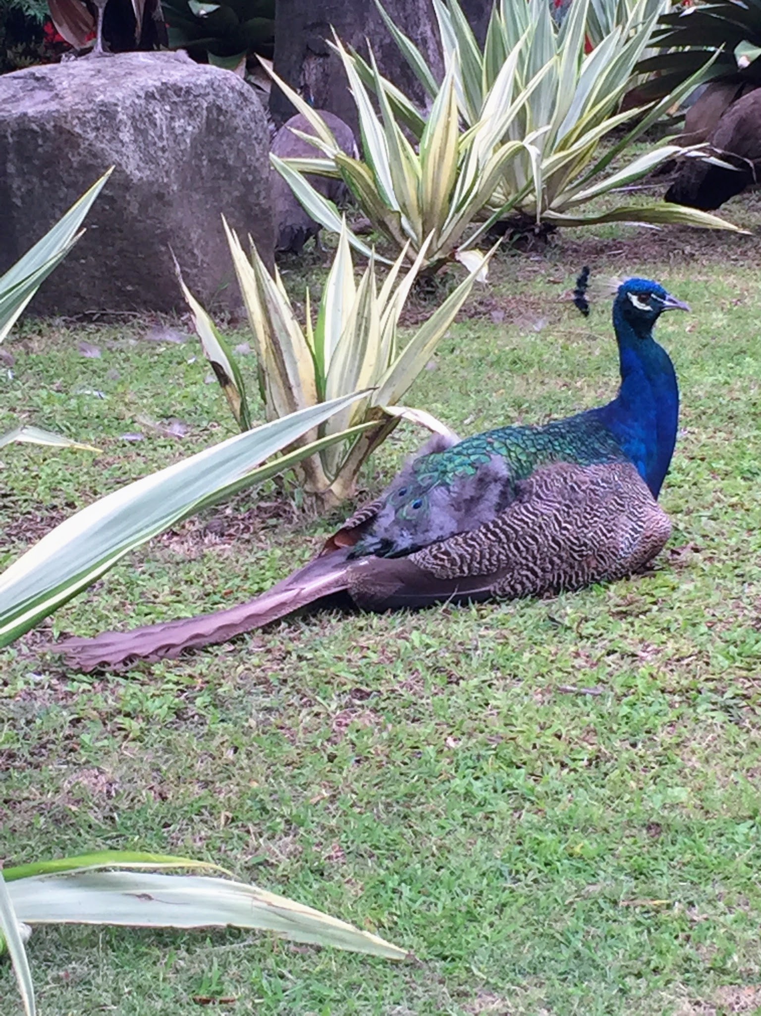 My Trip to the Philippines, Part Four The Martha Stewart Blog