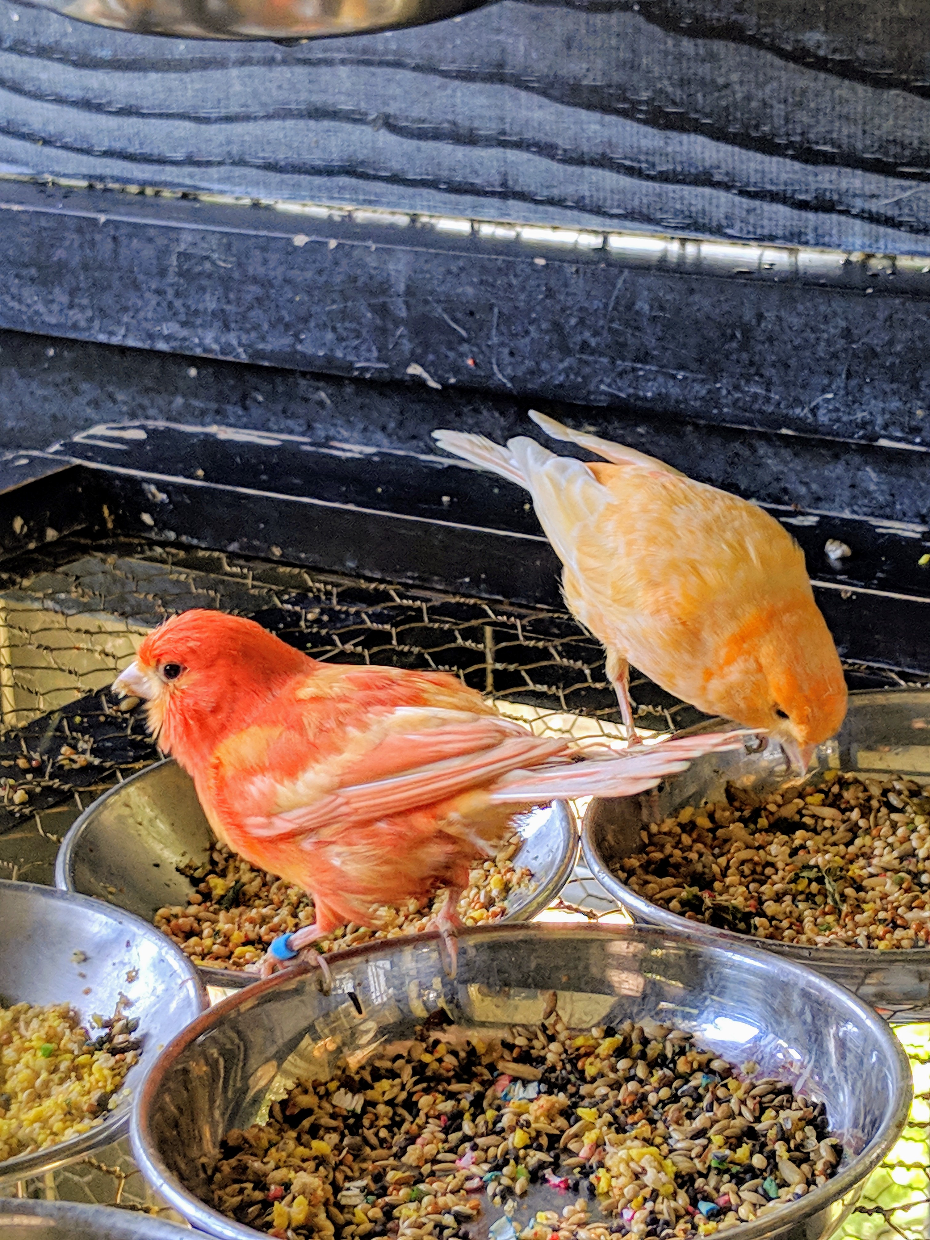 The Martha Stewart Blog Blog Archive Checking on My Beautiful Canaries