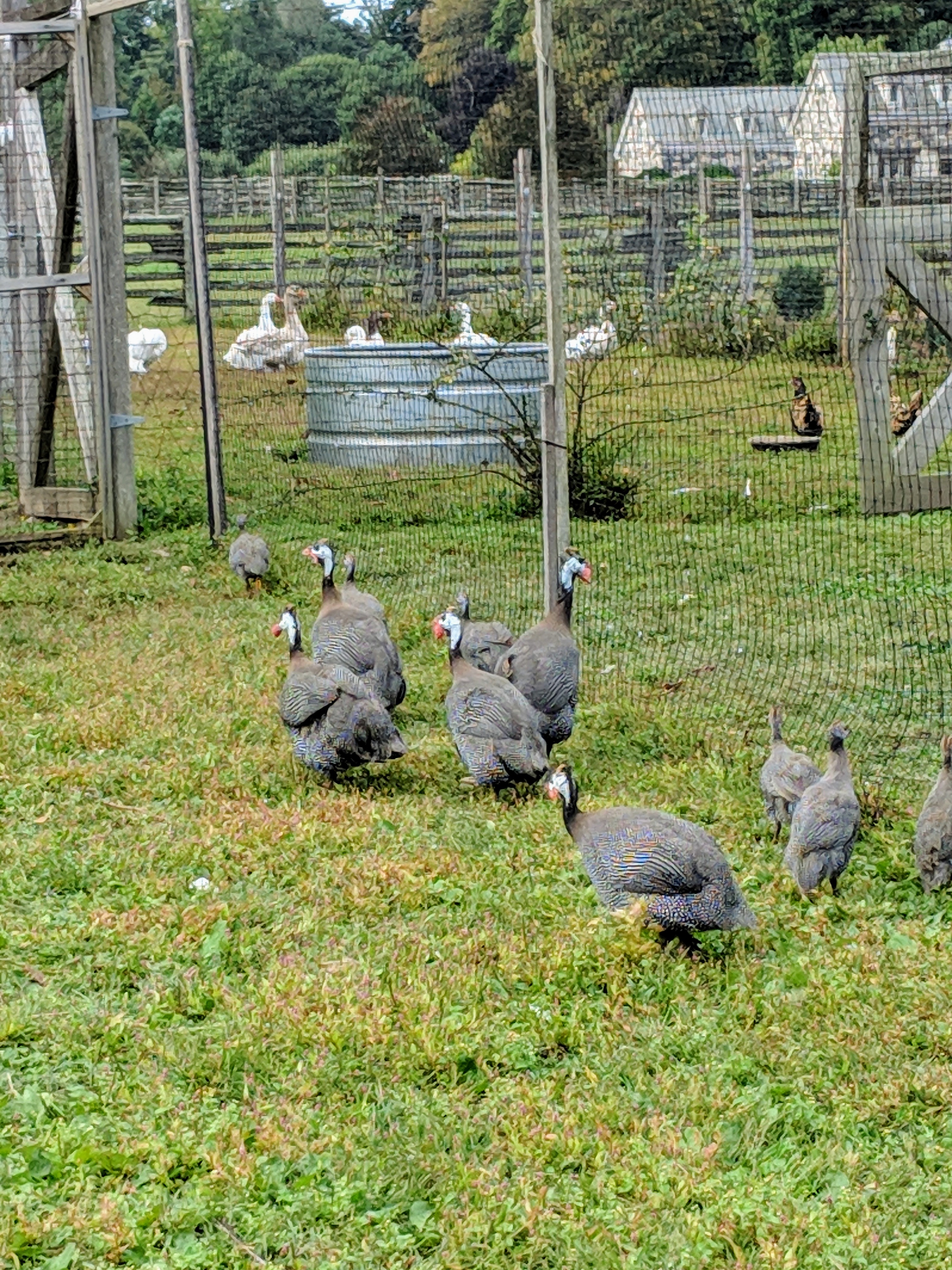 The Guinea Fowl at My Farm The Martha Stewart Blog