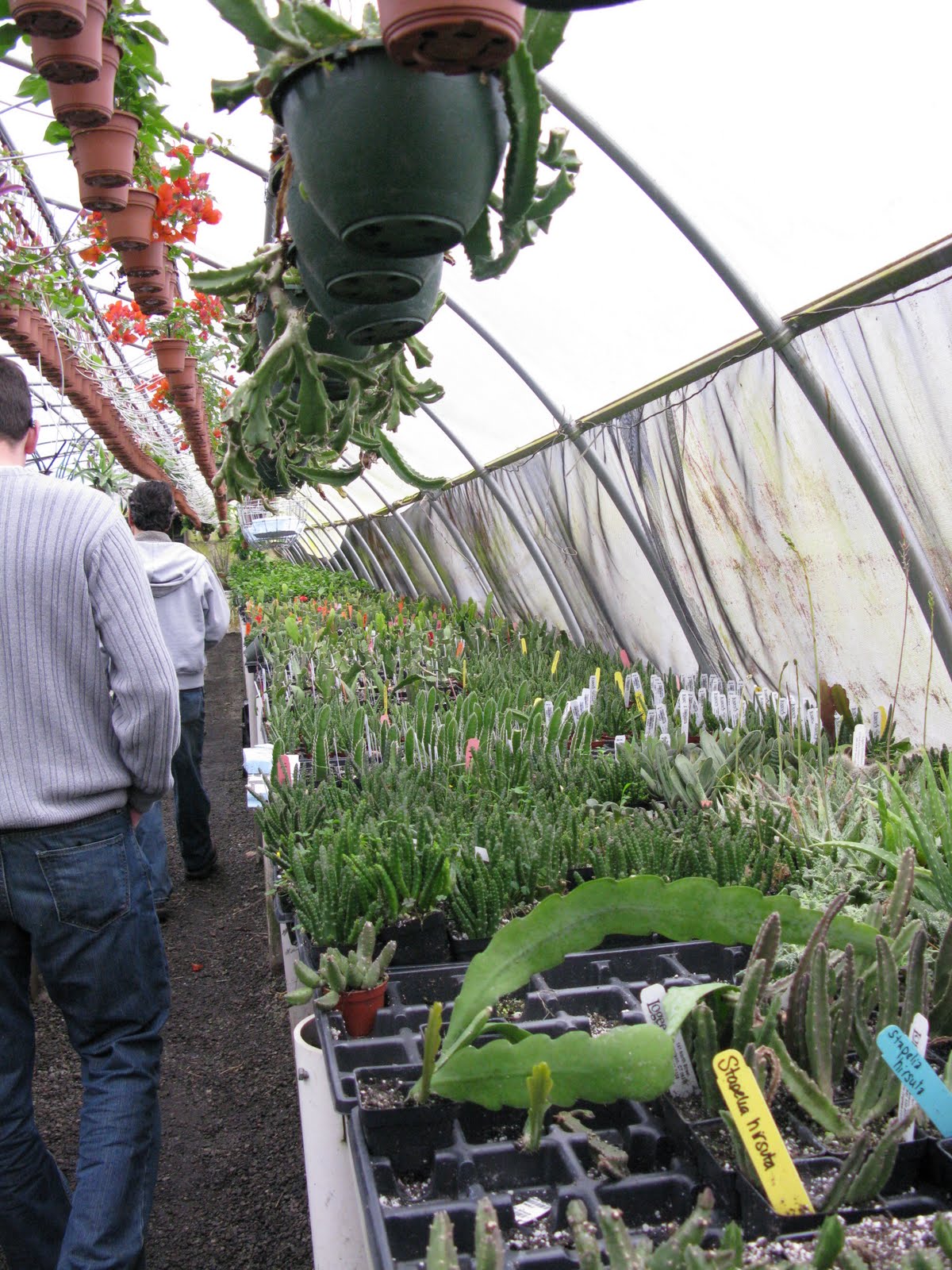 A Visit to Logee's Tropical Plants The Martha Stewart Blog