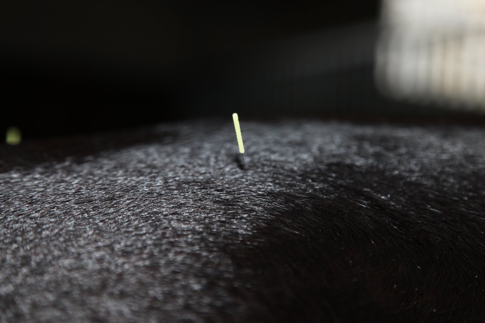 An Acupuncturist in my Stable The Martha Stewart Blog