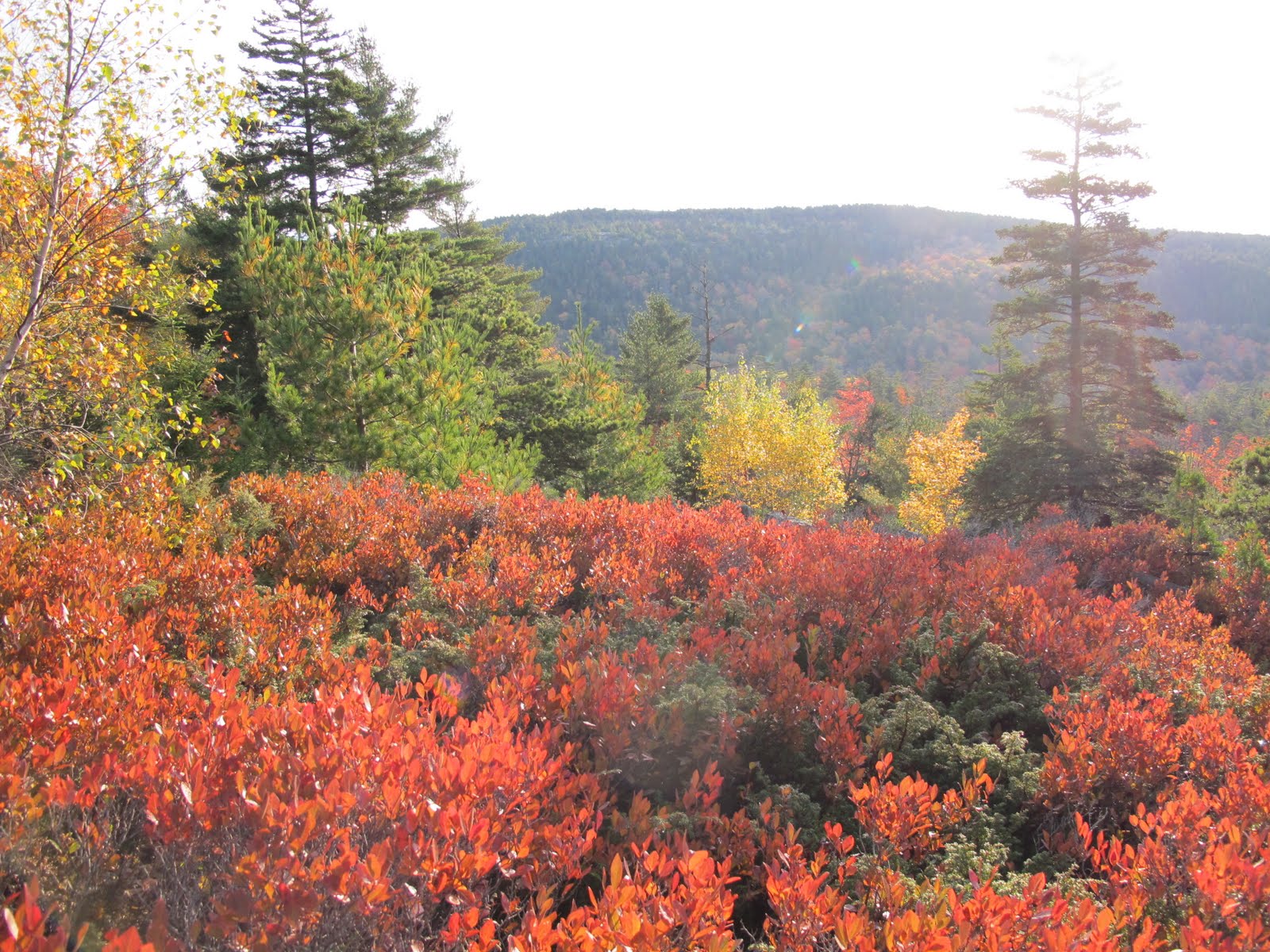 Hiking Parkman Mountain in Acadia National Park The Martha Stewart Blog
