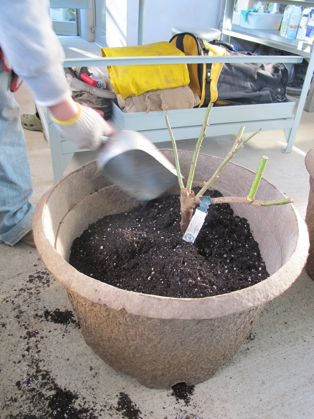 News From David Austin Roses!!! The Martha Stewart Blog