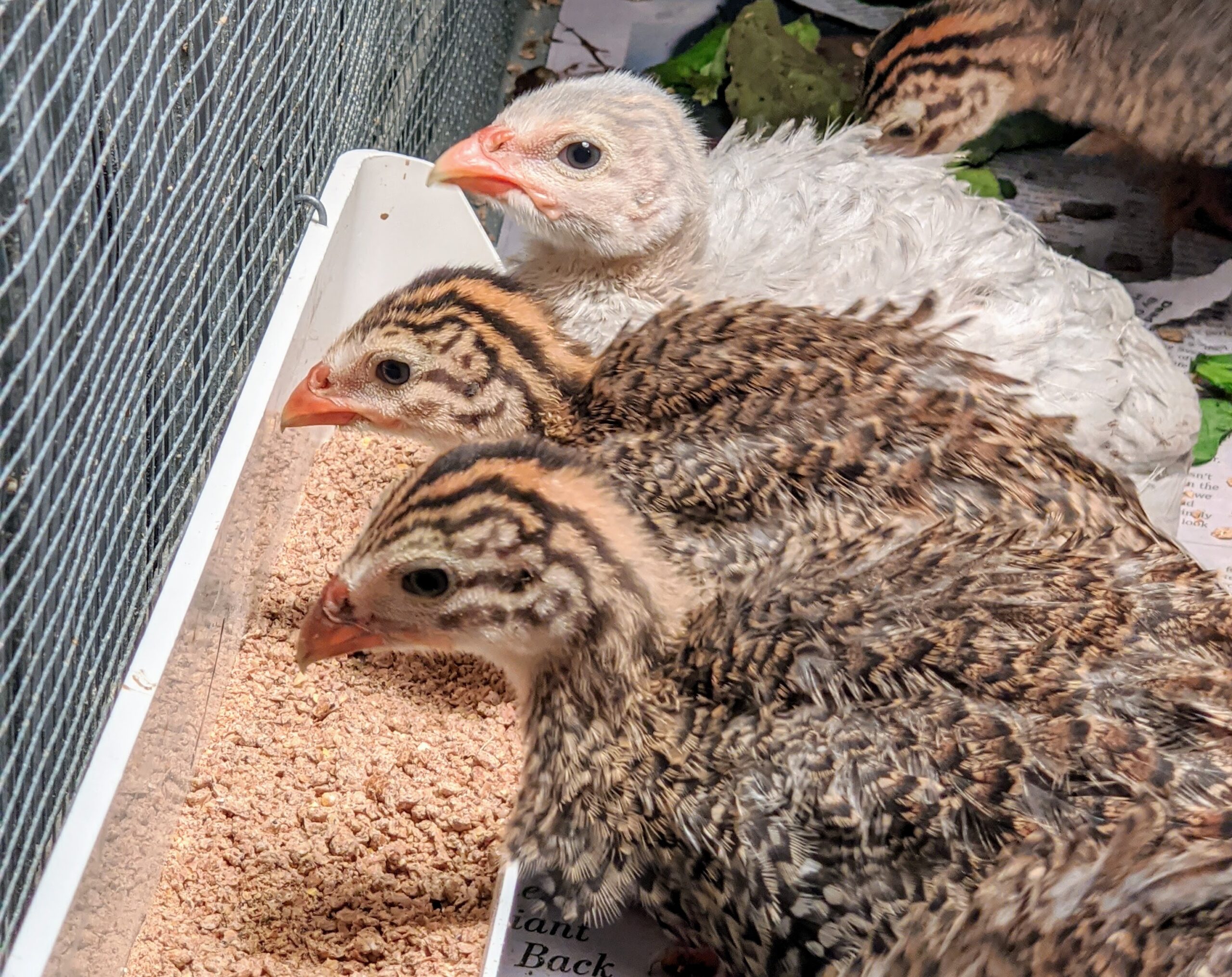 Raising Guinea Fowl at My Farm The Martha Stewart Blog