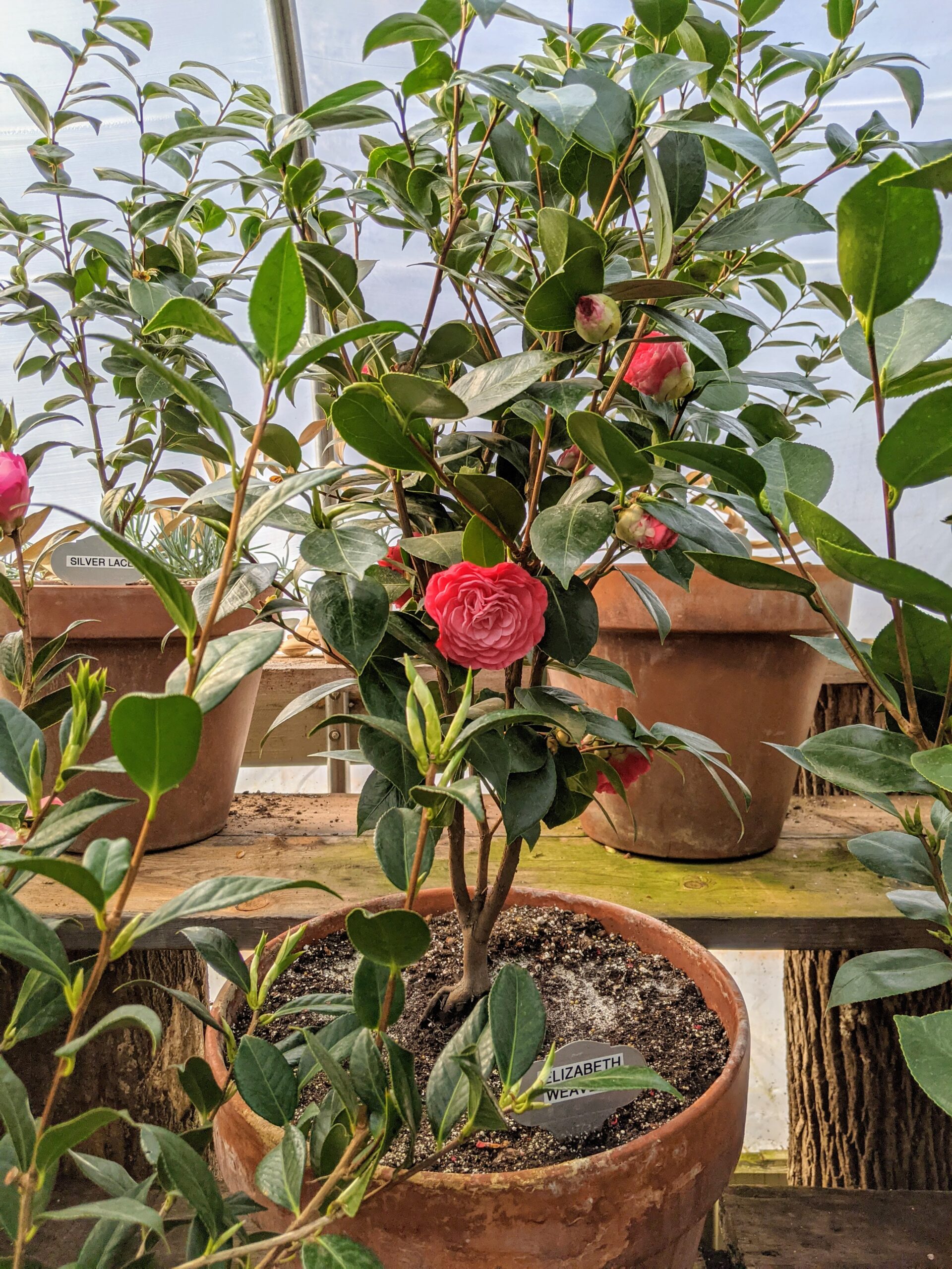Basics Of Growing Camellias Growing A Greener World Camellia Lawn Images