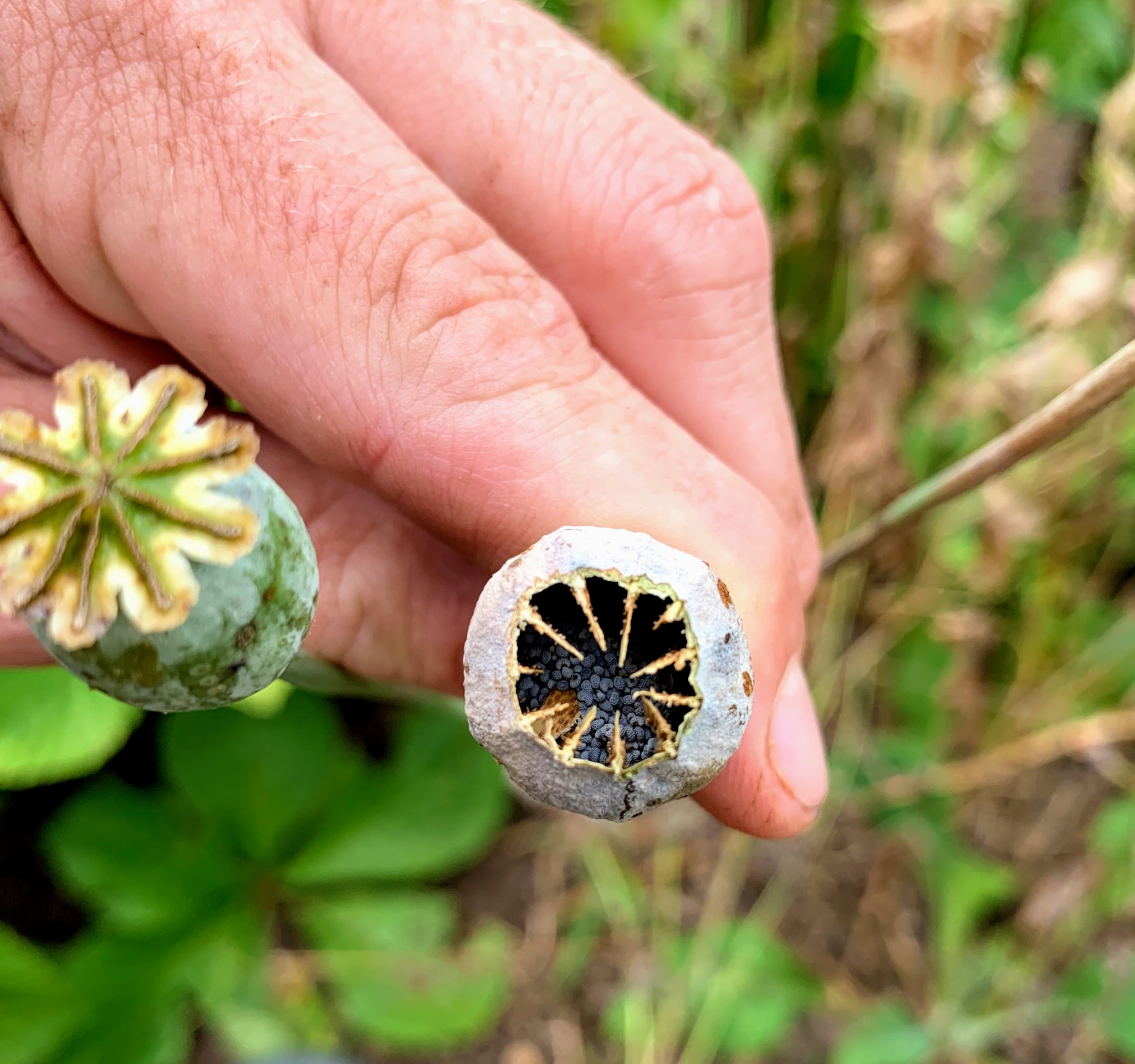 Saving Flower Seeds The Martha Stewart Blog