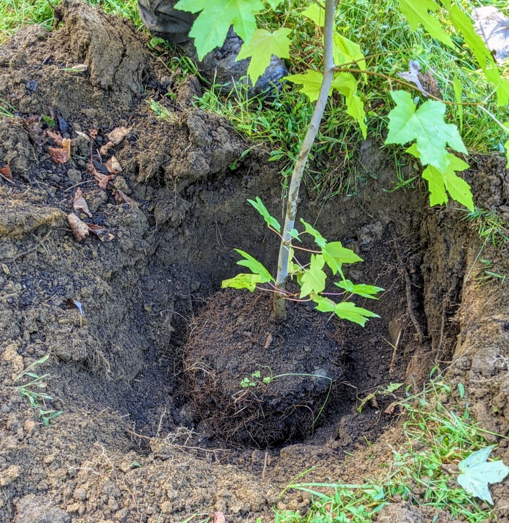 Planting Sweetgum Trees The Martha Stewart Blog