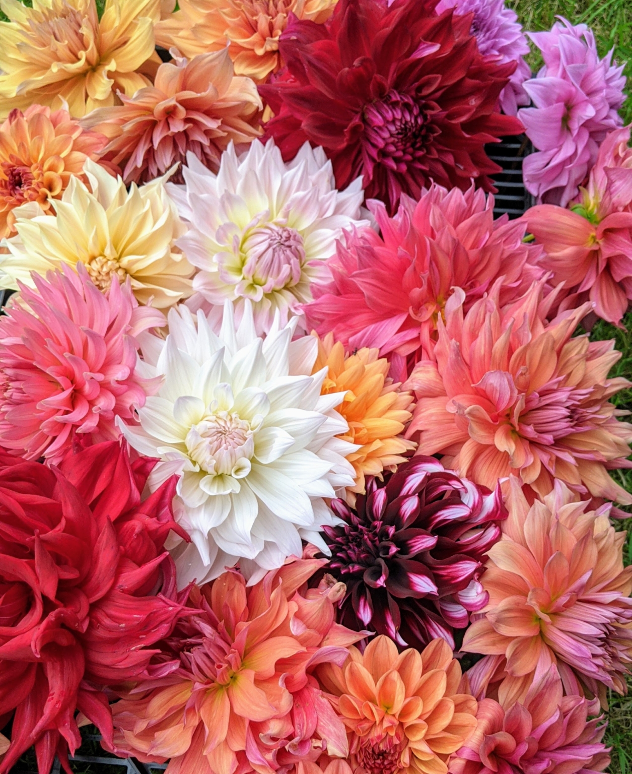 The Dahlias Keep On Blooming The Martha Stewart Blog