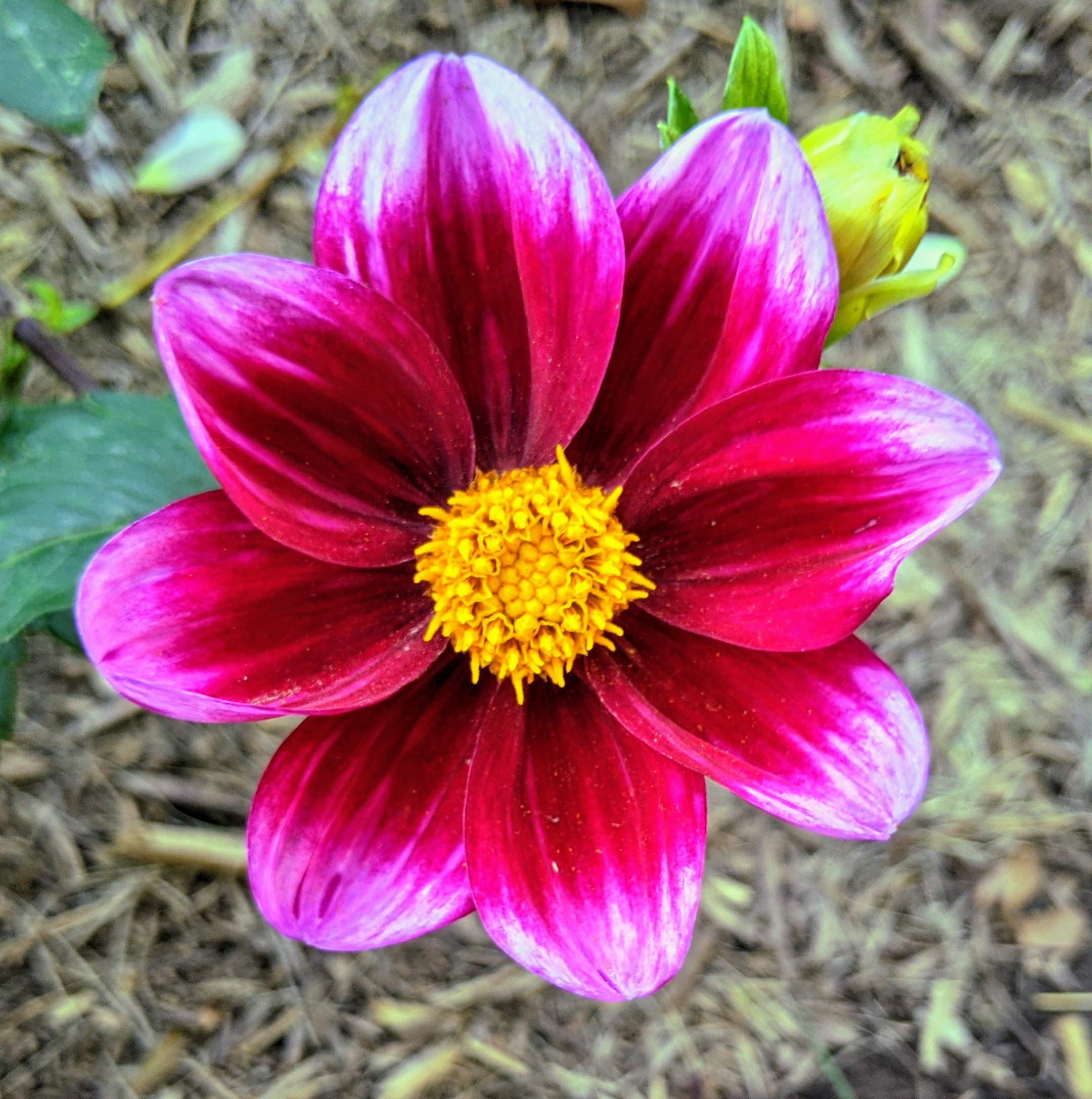 The Dahlias Keep On Blooming The Martha Stewart Blog