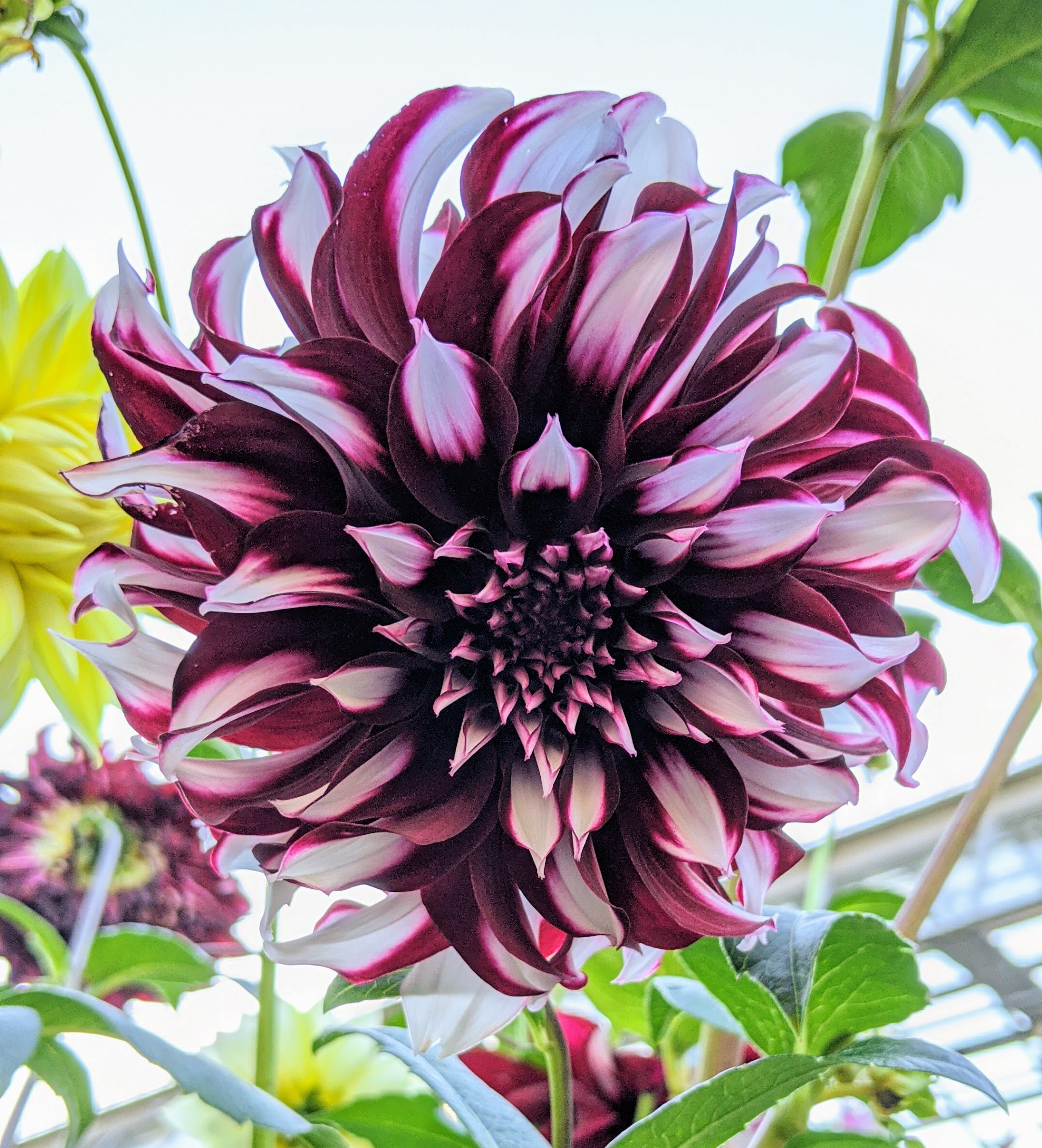 The Dahlias Keep On Blooming The Martha Stewart Blog