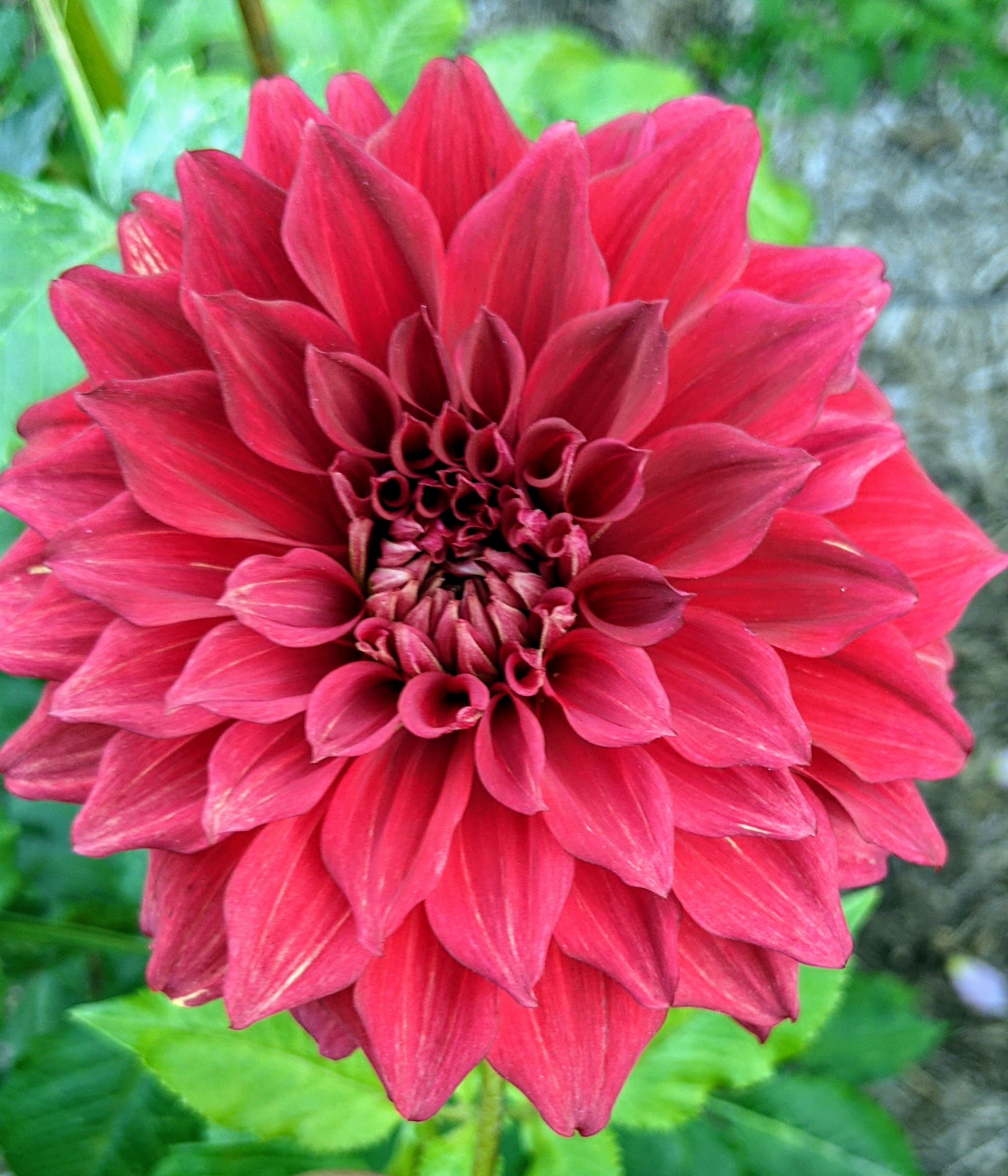 The Dahlias Keep On Blooming The Martha Stewart Blog