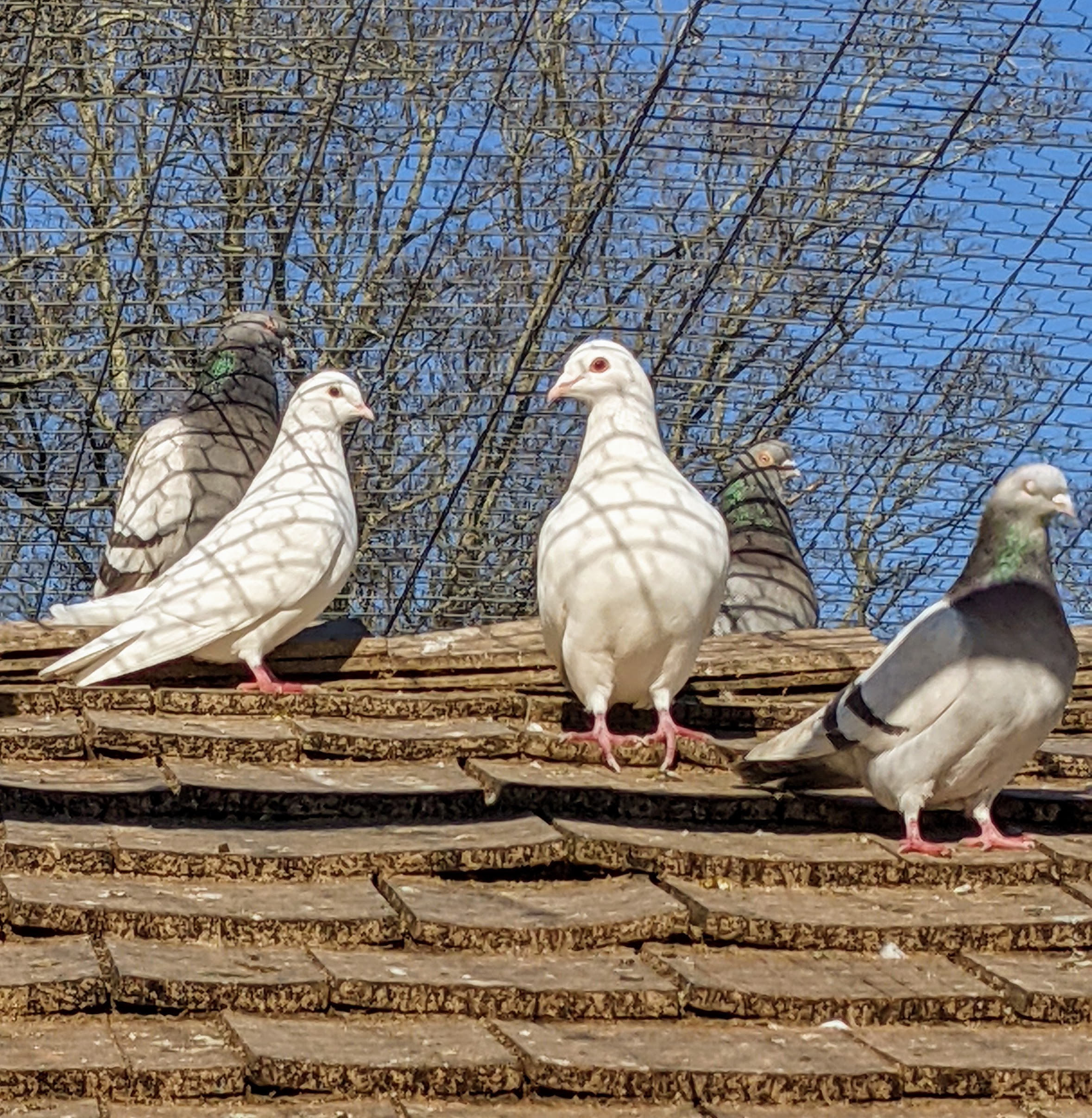Fancy Pigeons