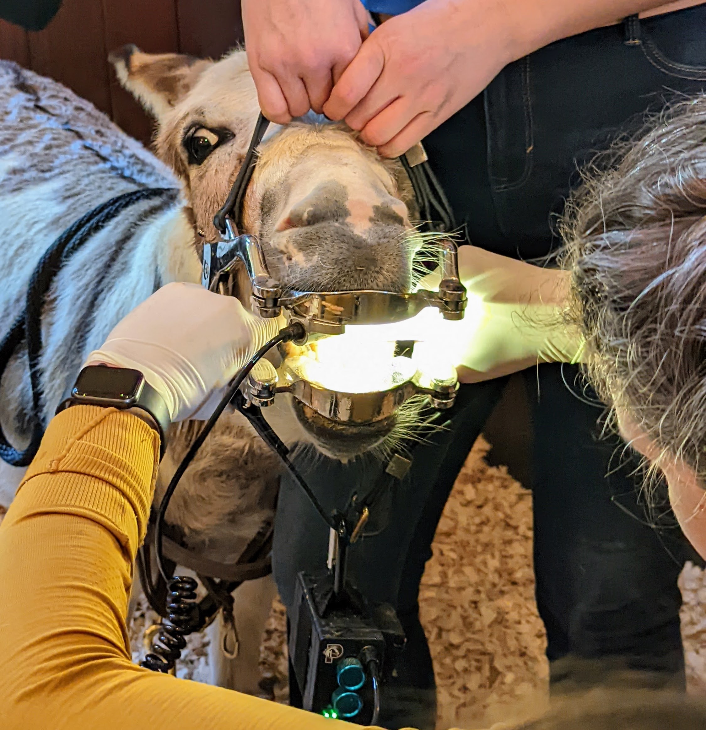 My Donkeys Get Dental CheckUps The Martha Stewart Blog