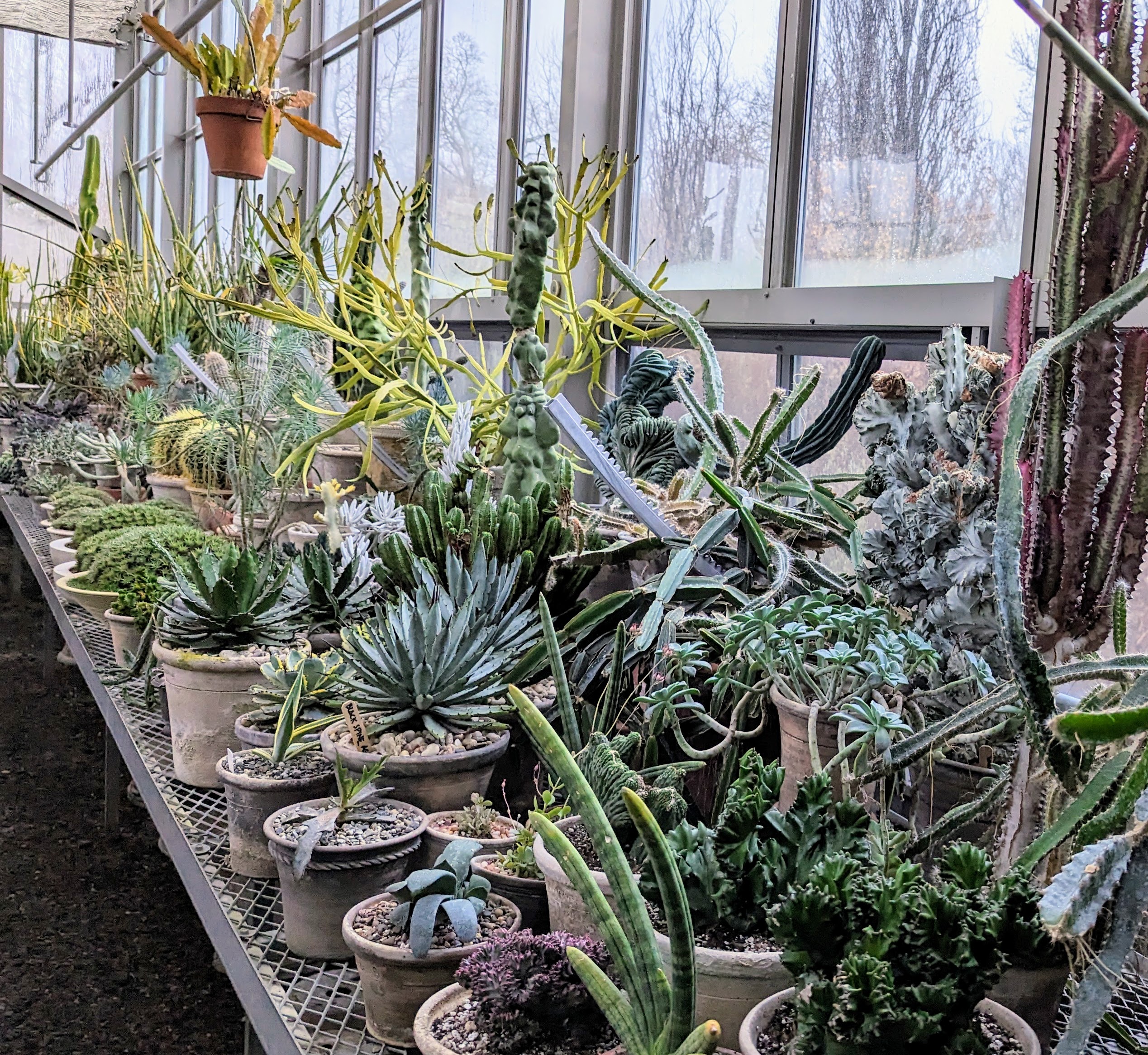 Potted Succulents