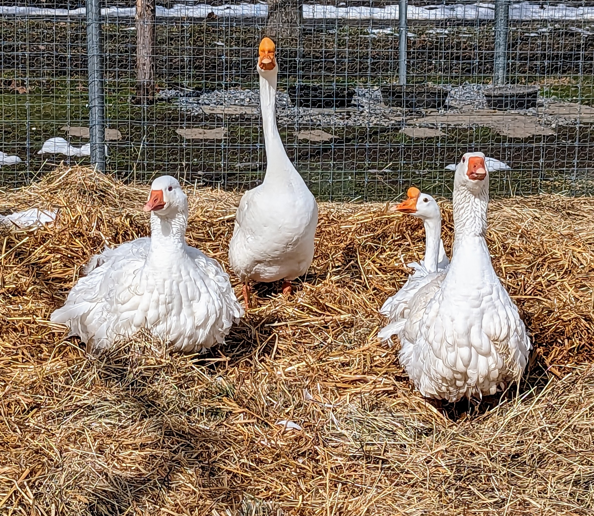Breeding Season for My Geese The Martha Stewart Blog