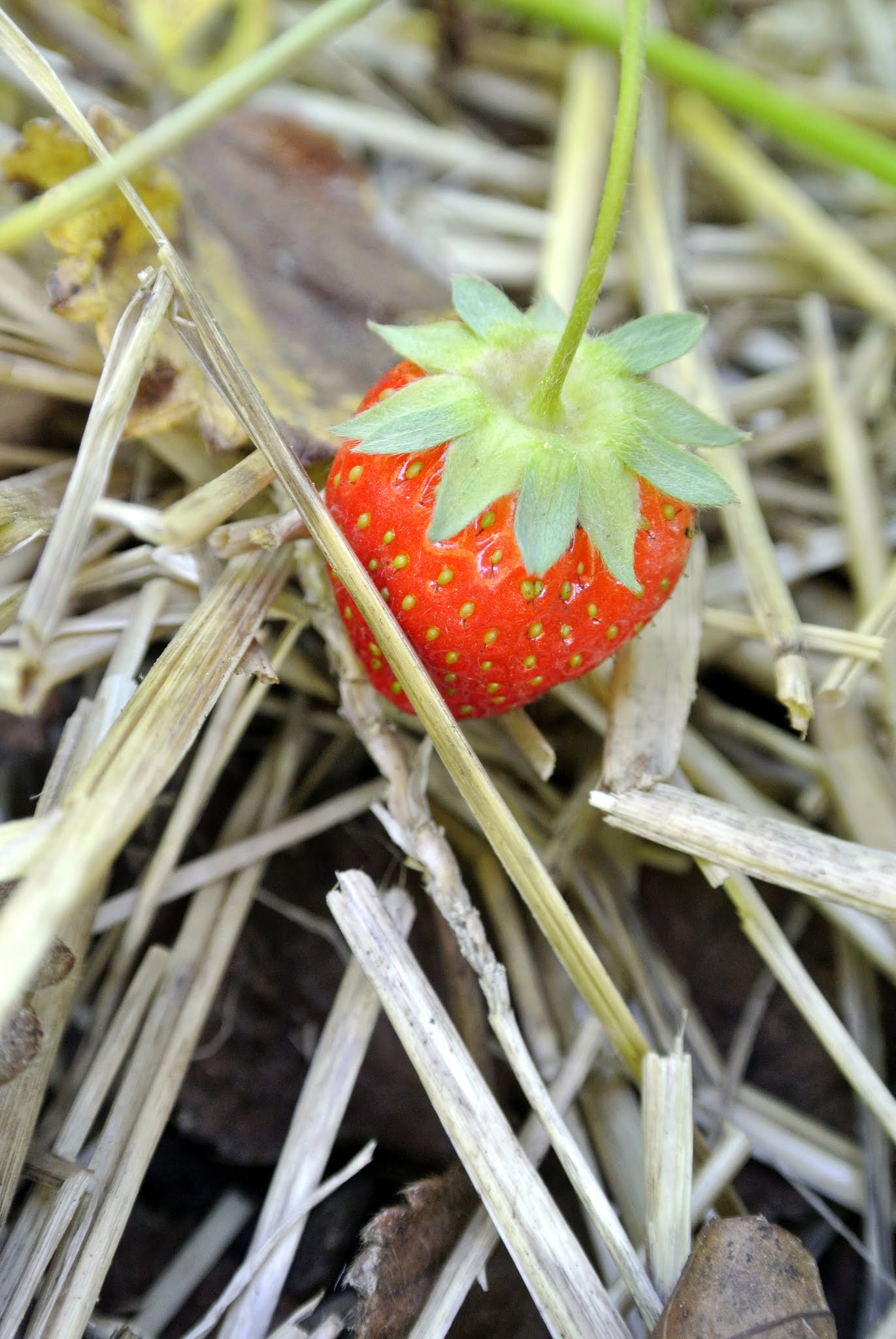 Planting a Strawberry Patch The Martha Stewart Blog