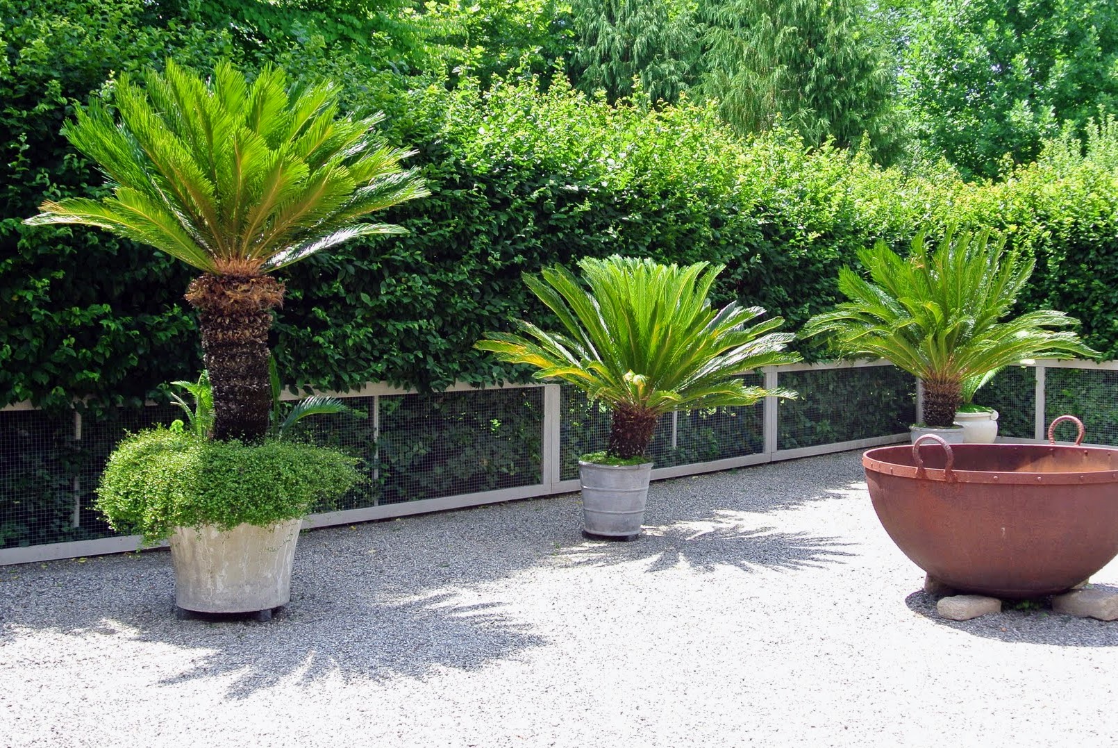 Sago Palm Pot