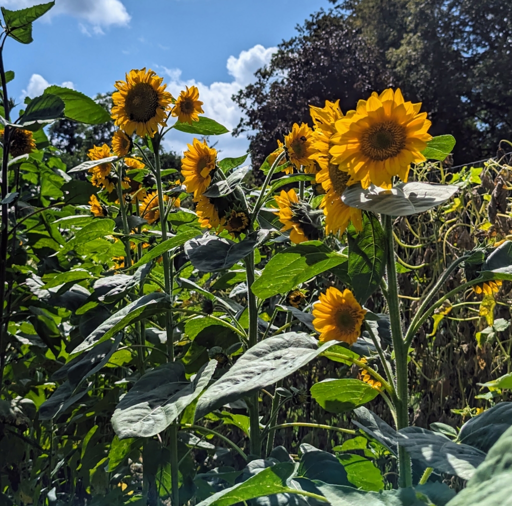 The Sunflowers are Blooming The Martha Stewart Blog