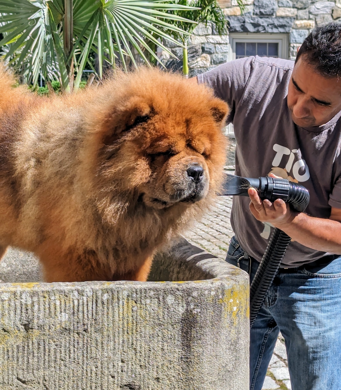 Time to Bathe the Chow Chows! The Martha Stewart Blog